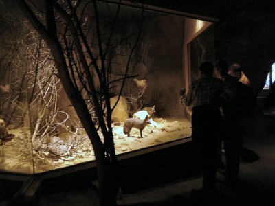 Nocturnal fox enclosure Prague Zoo