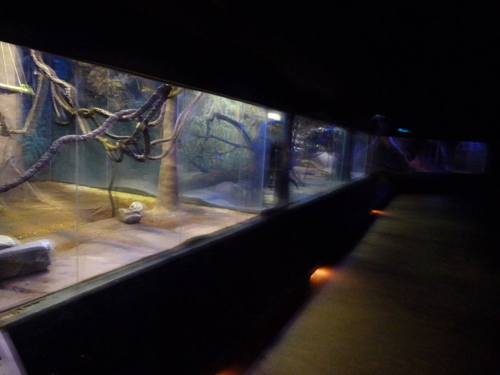 Nocturnal House (7-17-12)