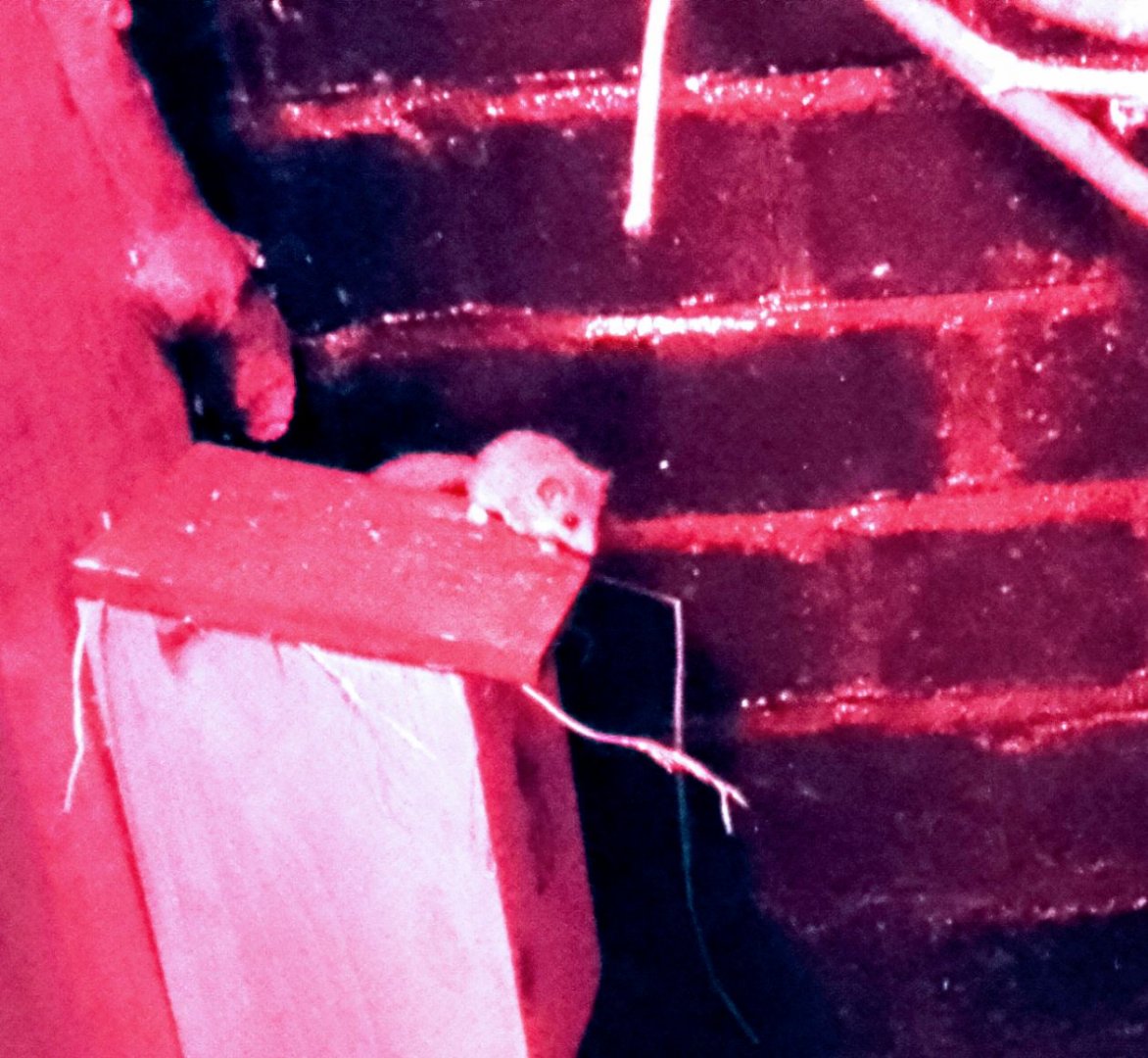 Nocturnal House- African Dormouse 020225