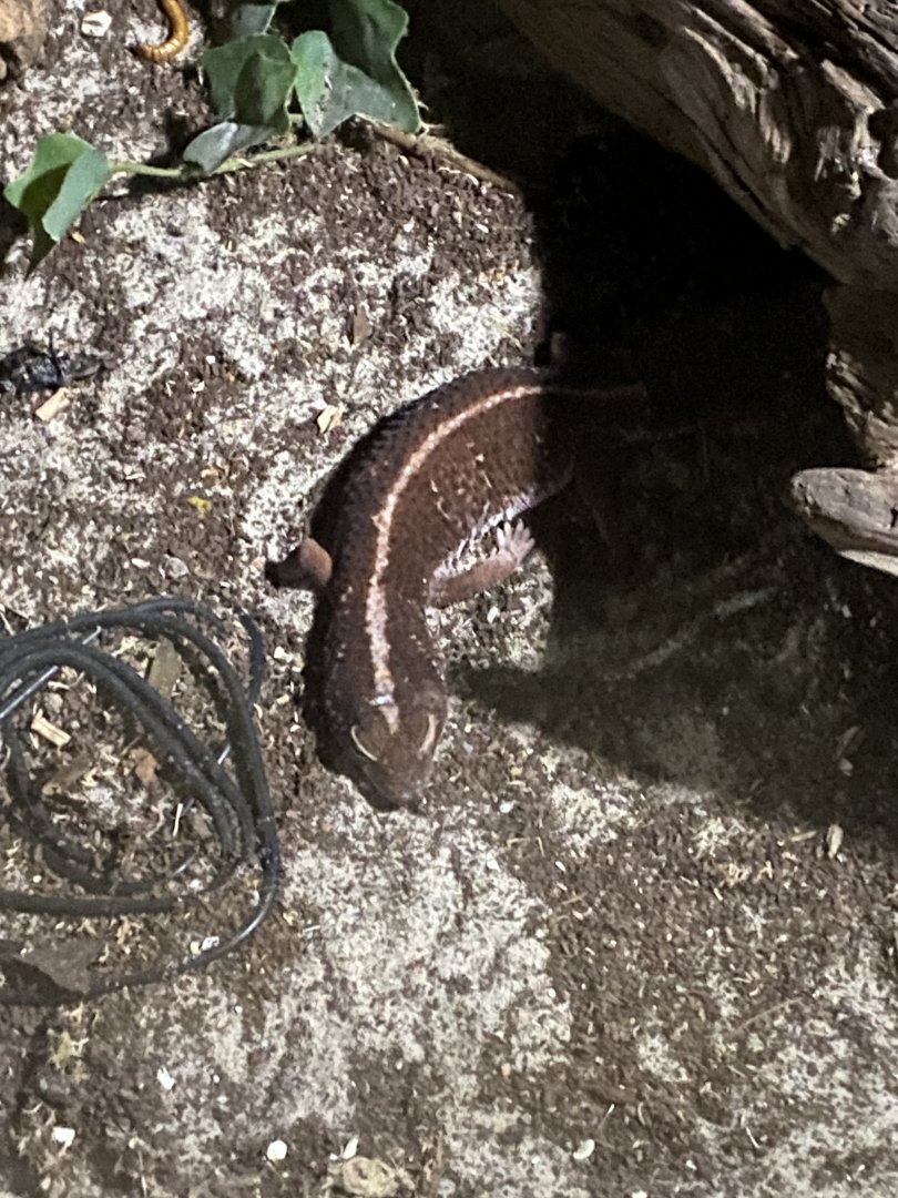 Nocturnal House - African fat-tailed gecko? 030924