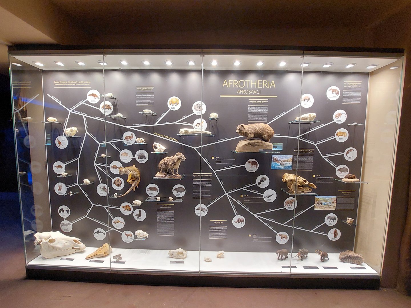 Nocturnal house - Afrotheria educational board