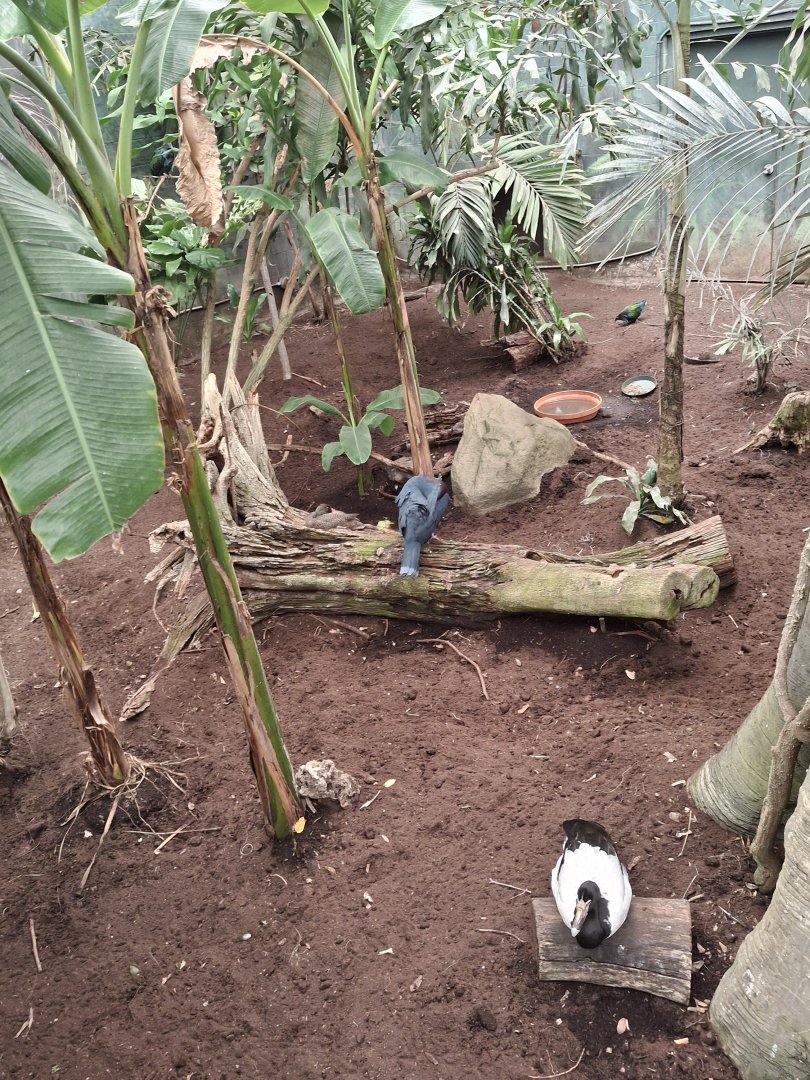 Nocturnal House- Aviary