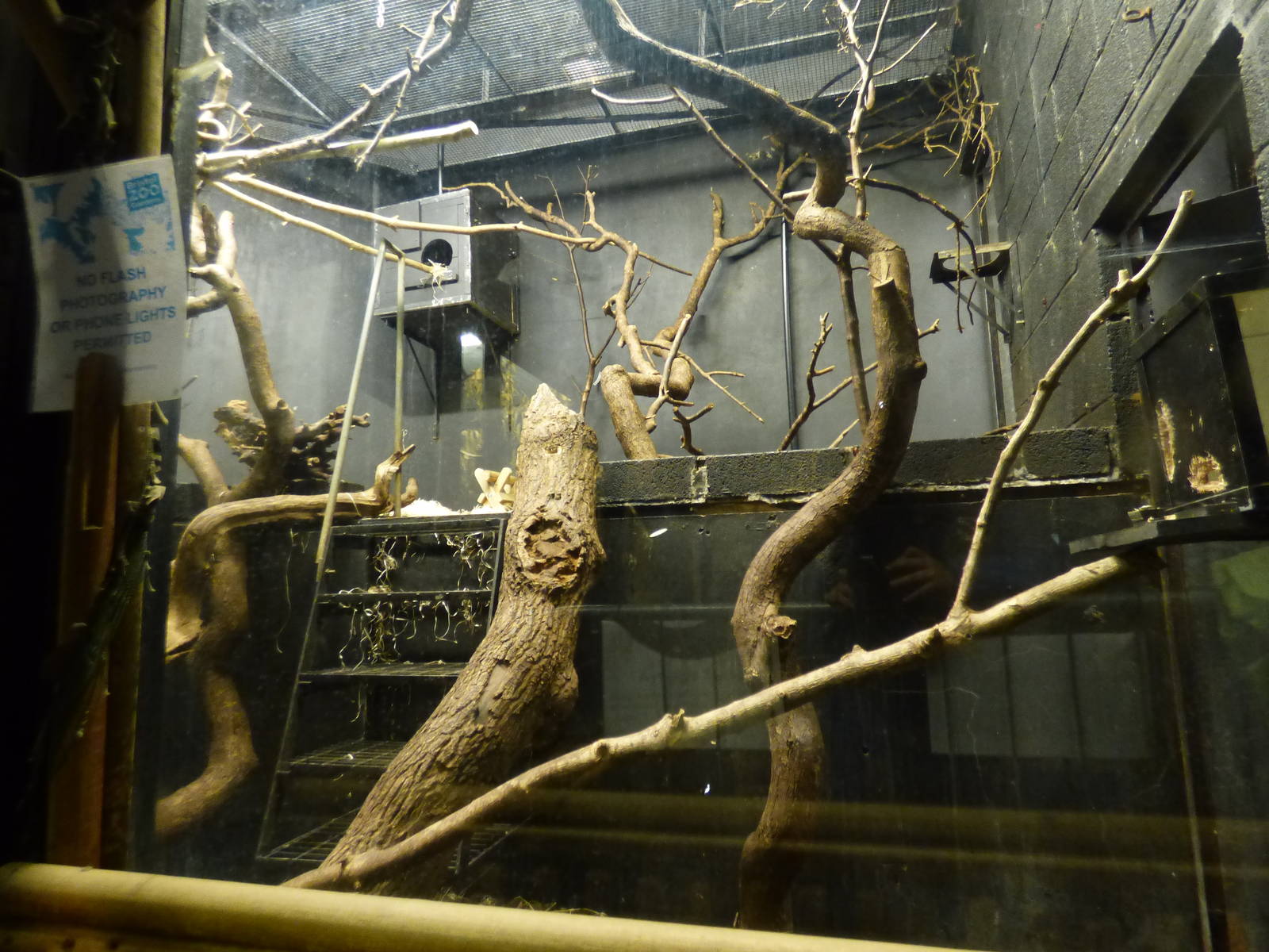 Nocturnal House, Aye-Aye Enclosure