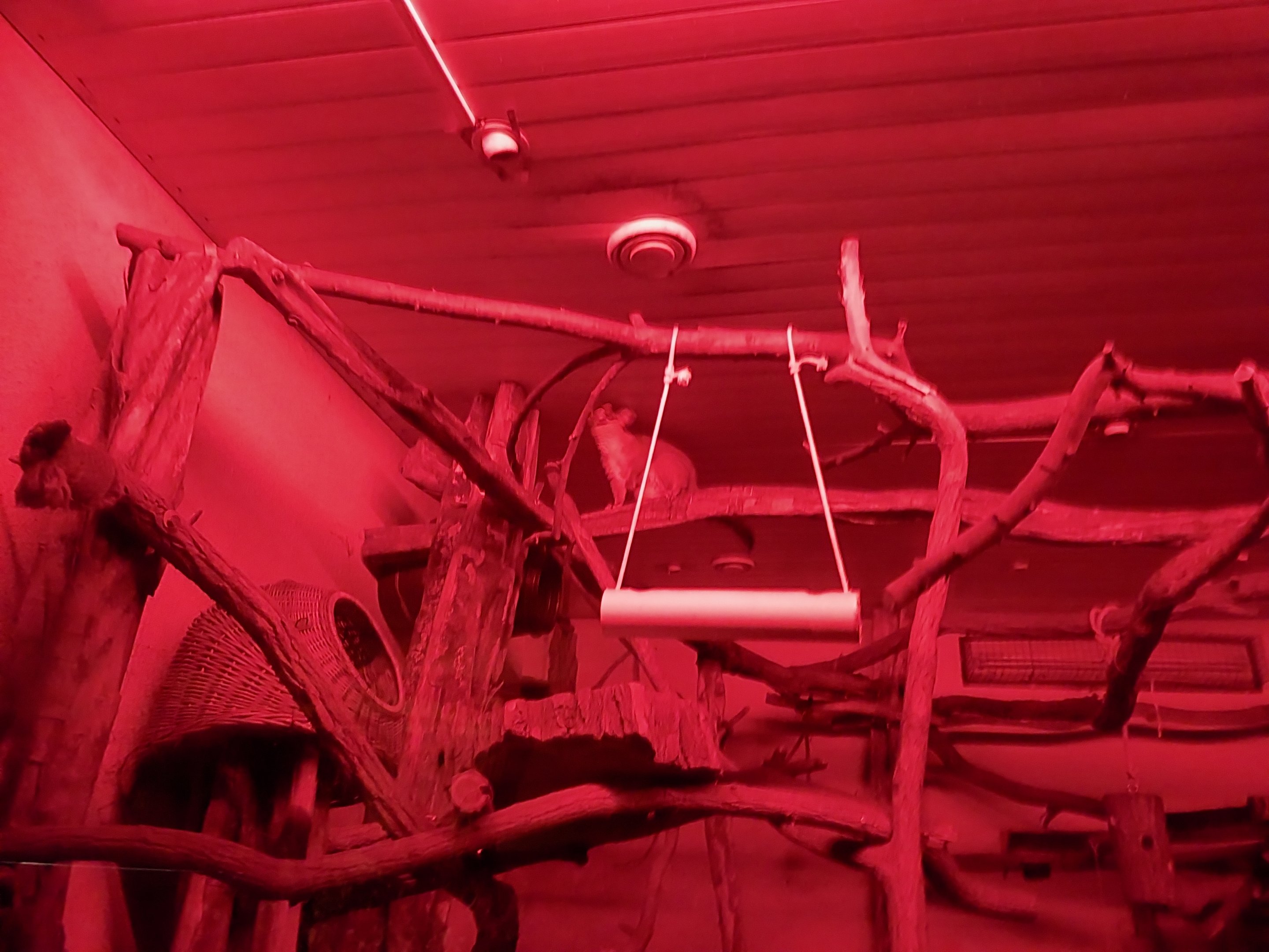 Nocturnal House - Brushtail Possum (Trichosurus vulpecula)