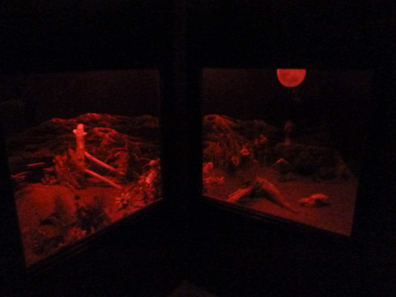 Nocturnal House - Burrowing Owl Exhibit (with moon mural)