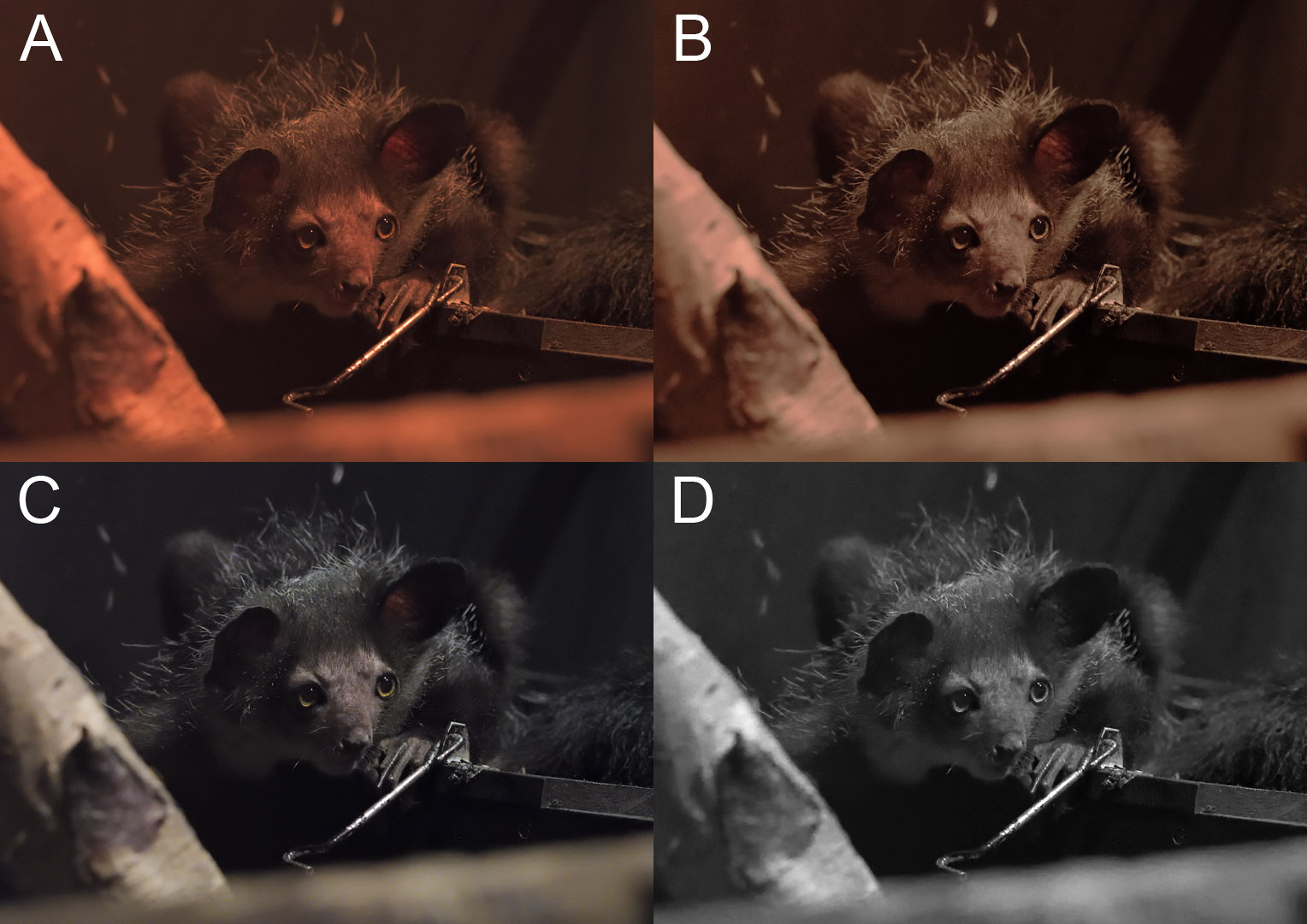 Nocturnal House Choices 2 Photos for Poll