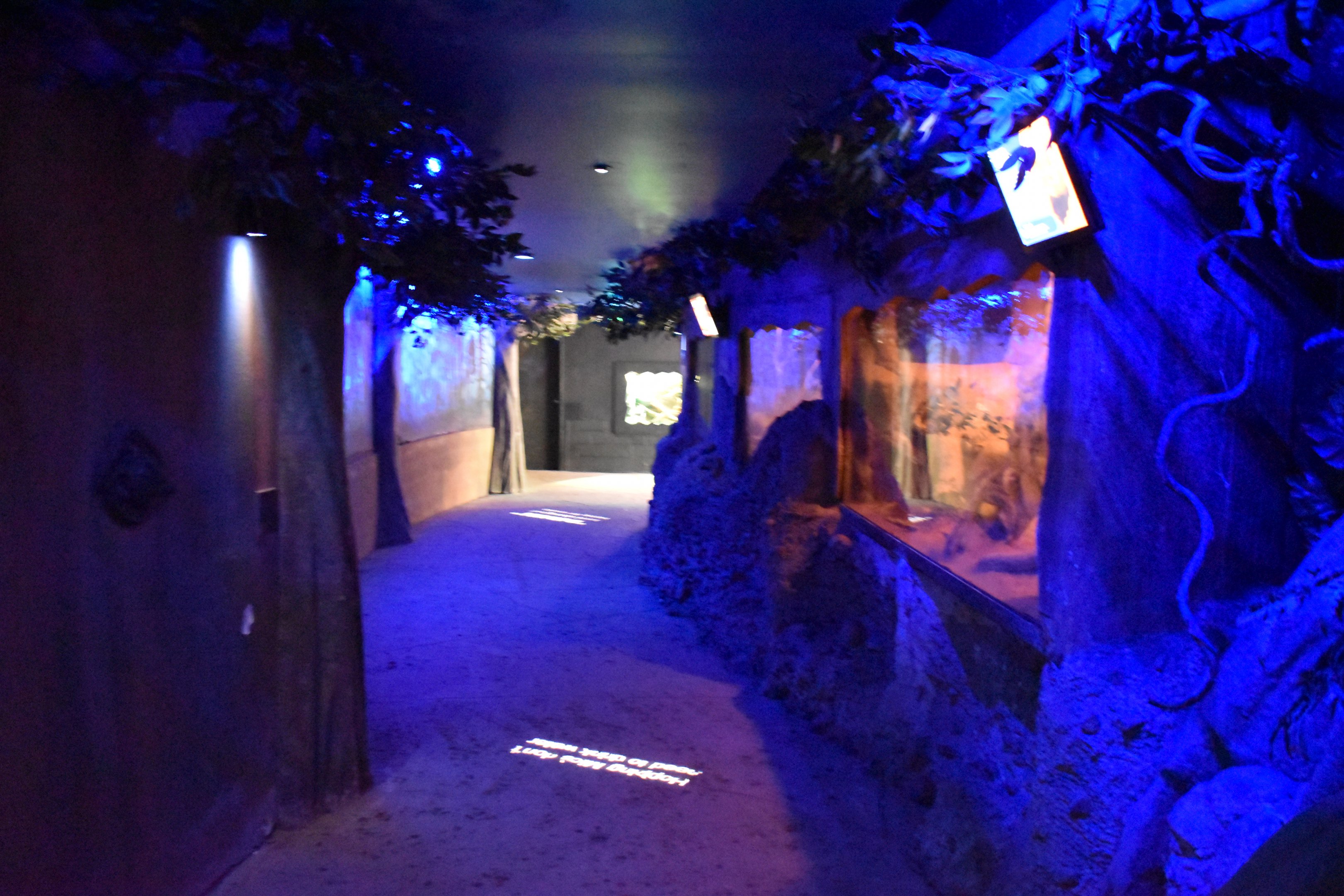 Nocturnal House Corridor