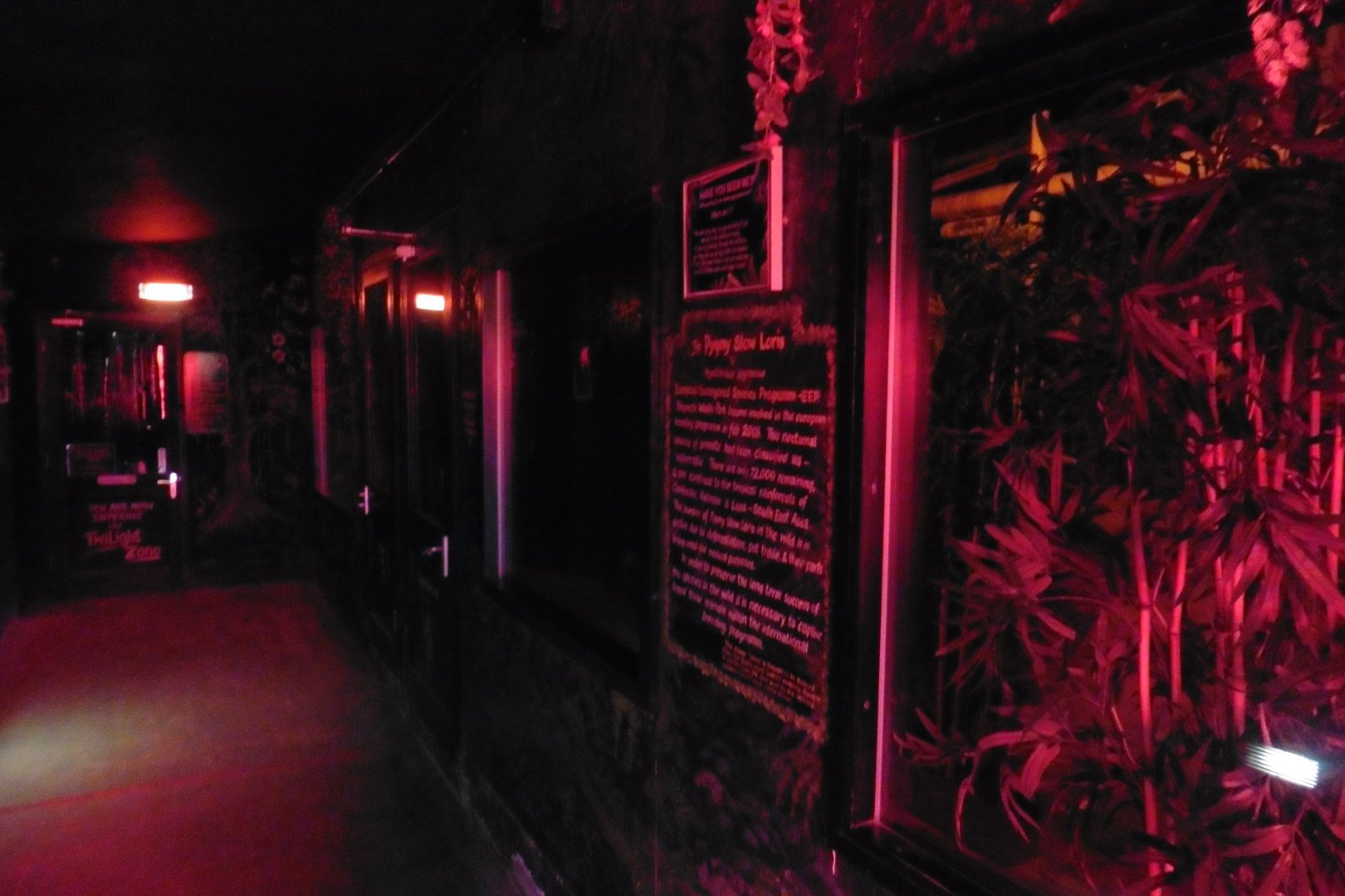 Nocturnal House (Egpytian Fruit bats,Spiny Mouse,Slow Loris)