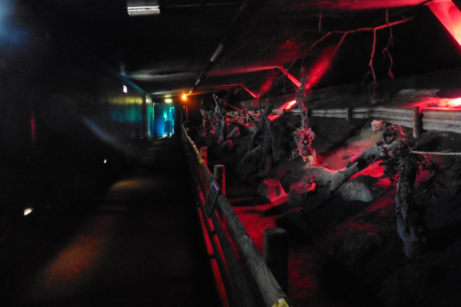 Nocturnal House (Egyptian Fruit Bats)