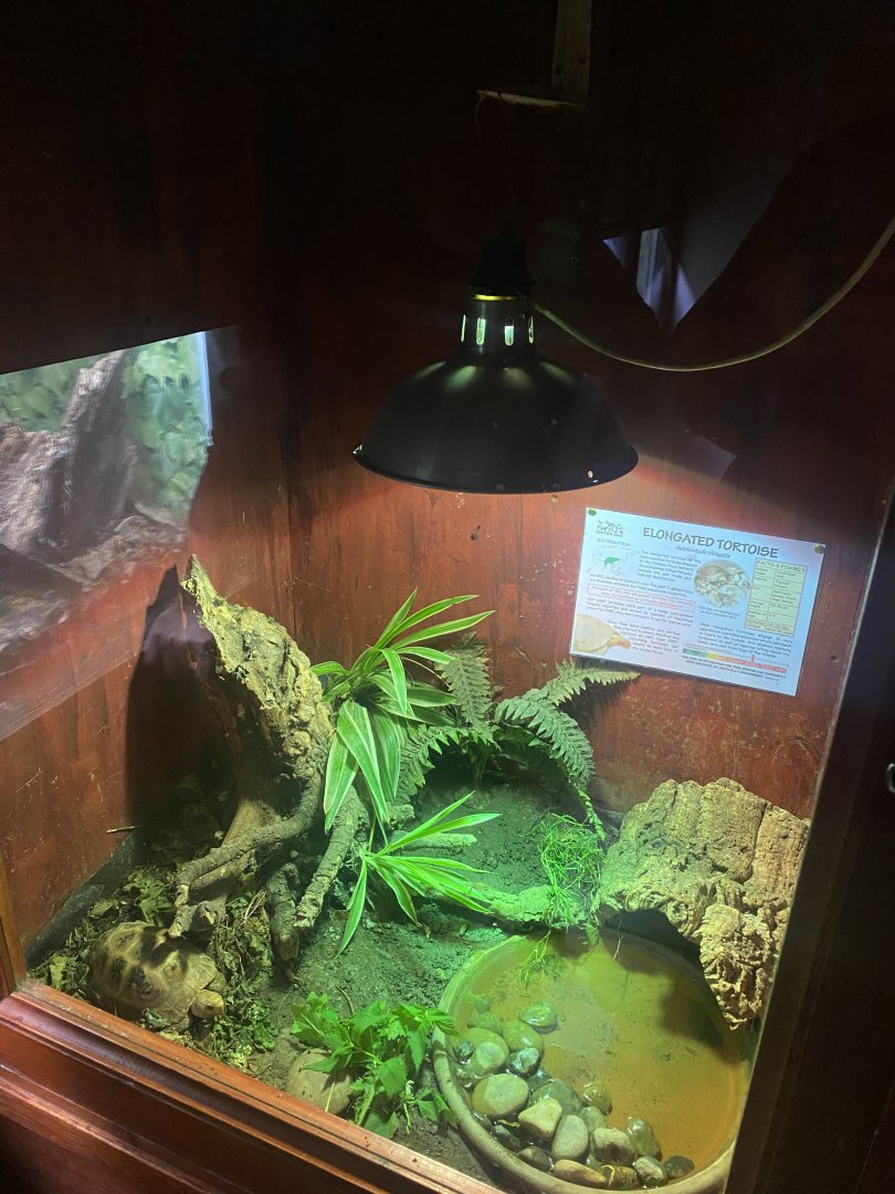 Nocturnal House - Elongated tortoise exhibit 011125