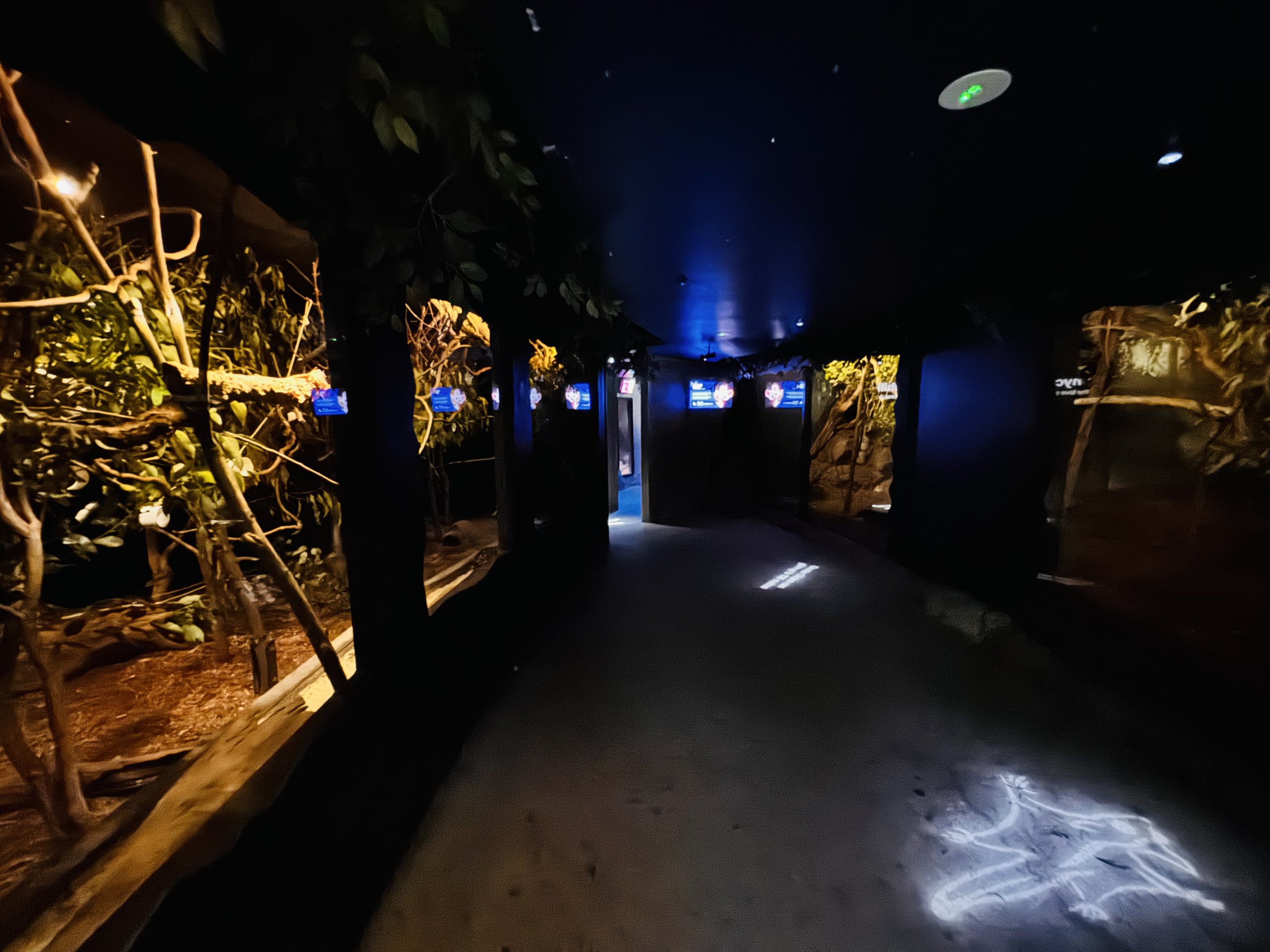 Nocturnal House general view