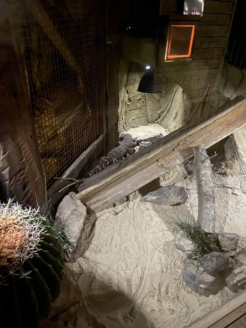 Nocturnal House - Gila monster exhibit 030924