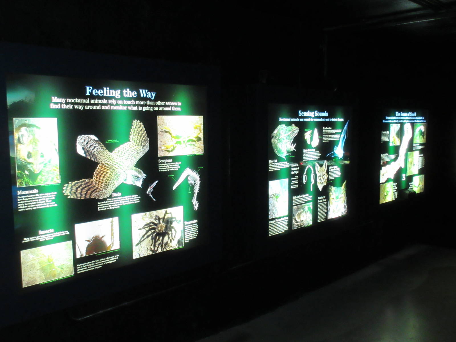 Nocturnal House Graphics