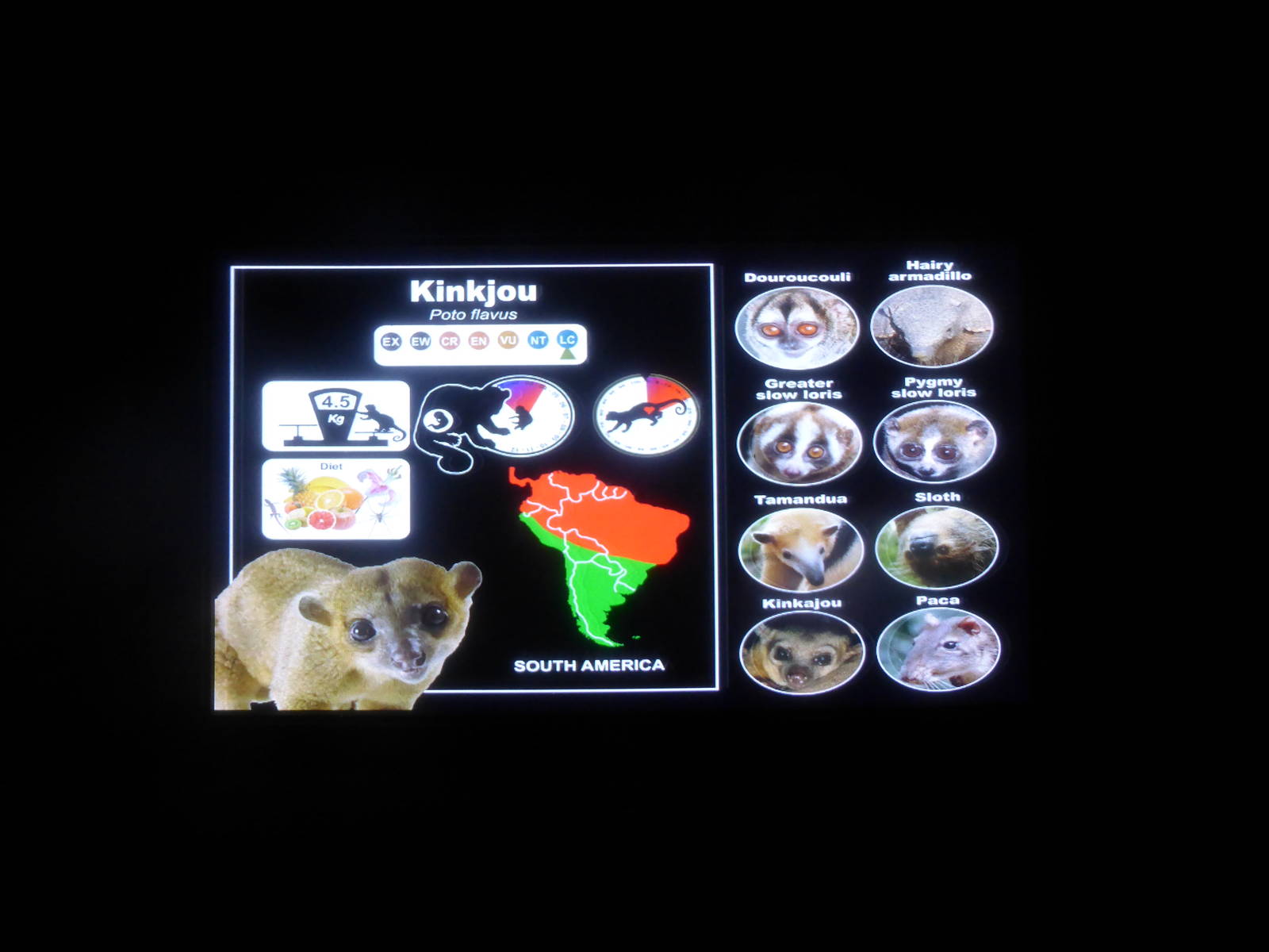 Nocturnal House graphics