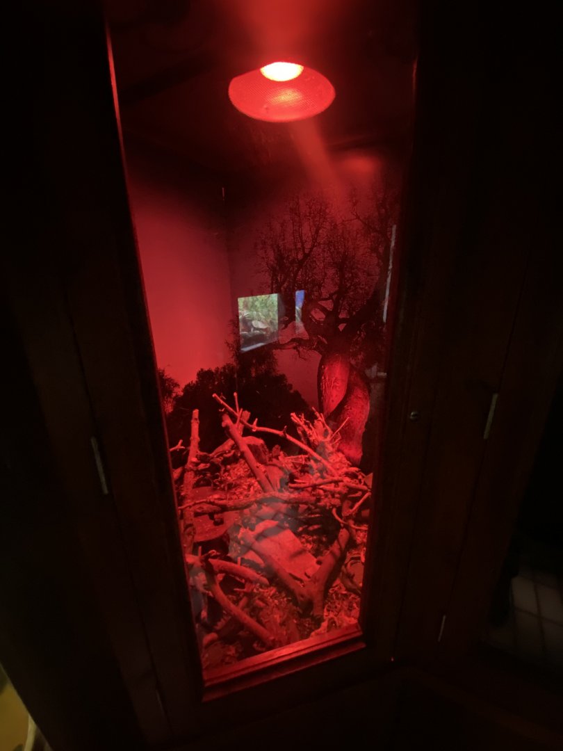 Nocturnal House - Greater hedgehog tenrec exhibit 011125