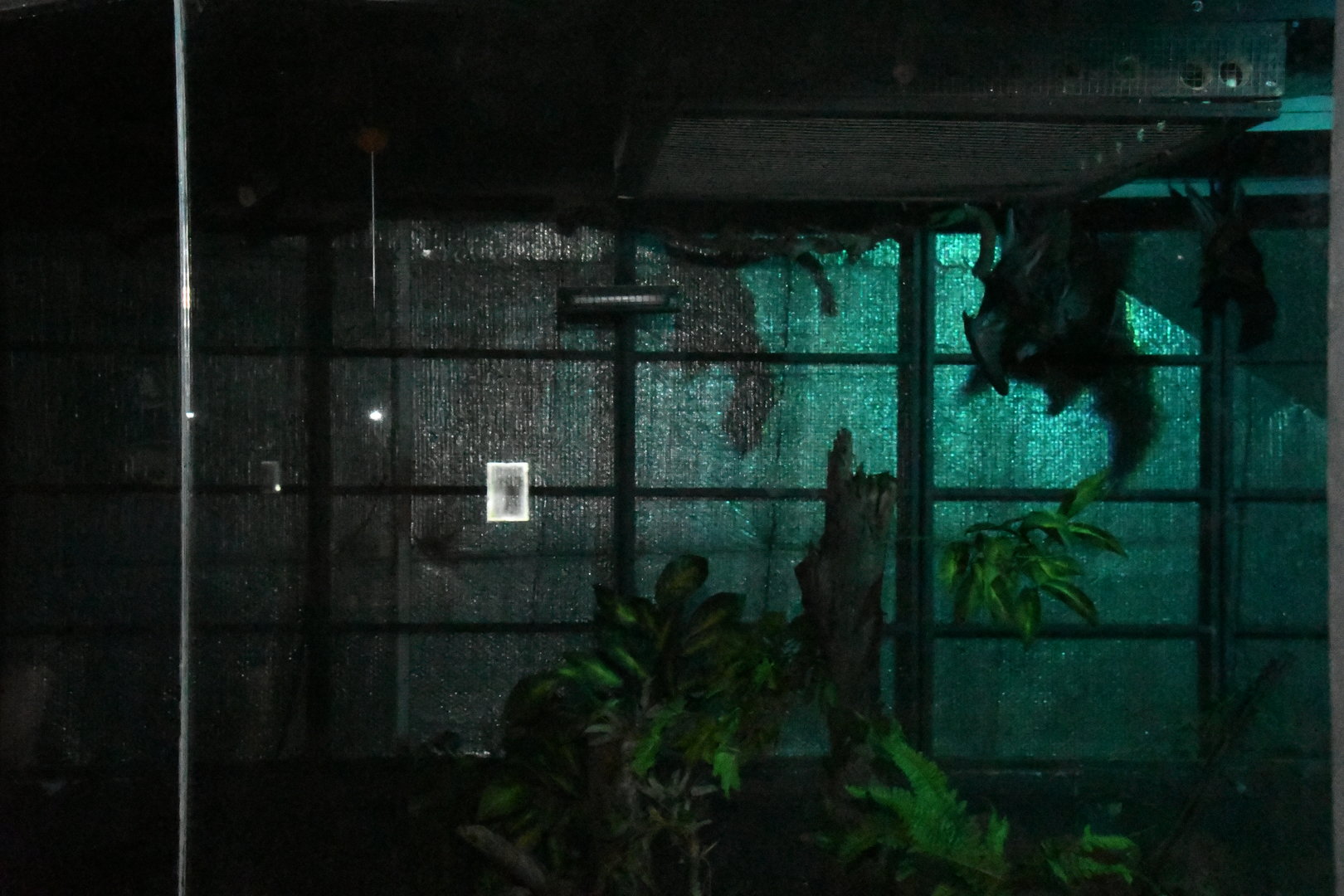 Nocturnal House (Indian Flying Foxes exhibit)