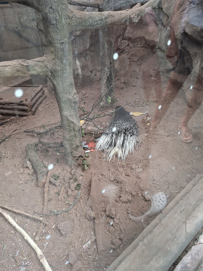 Nocturnal House- Indian Porcupine