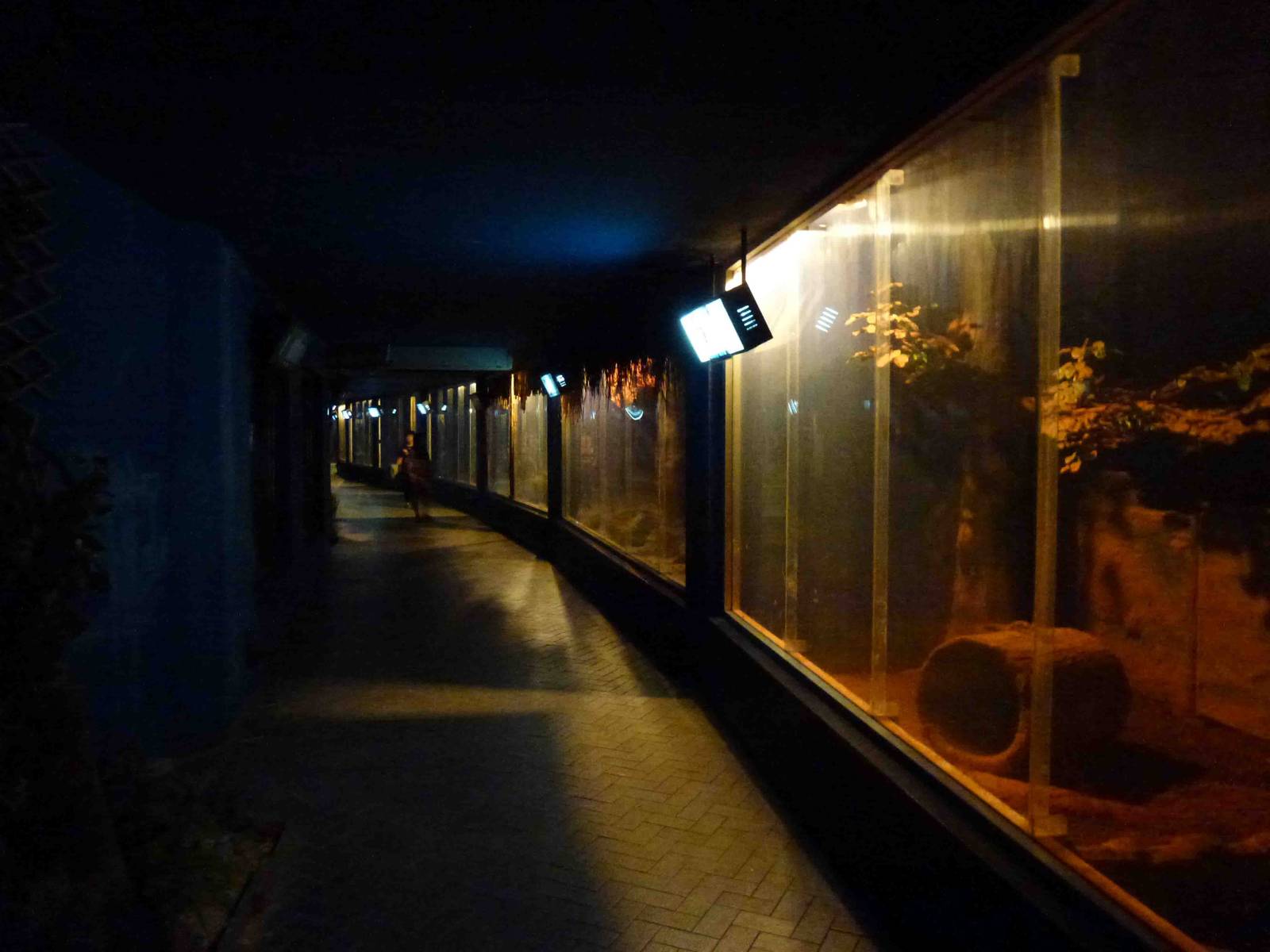 Nocturnal house interior, July 2013.