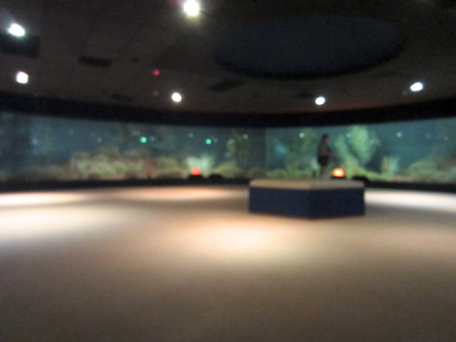 Nocturnal House interior