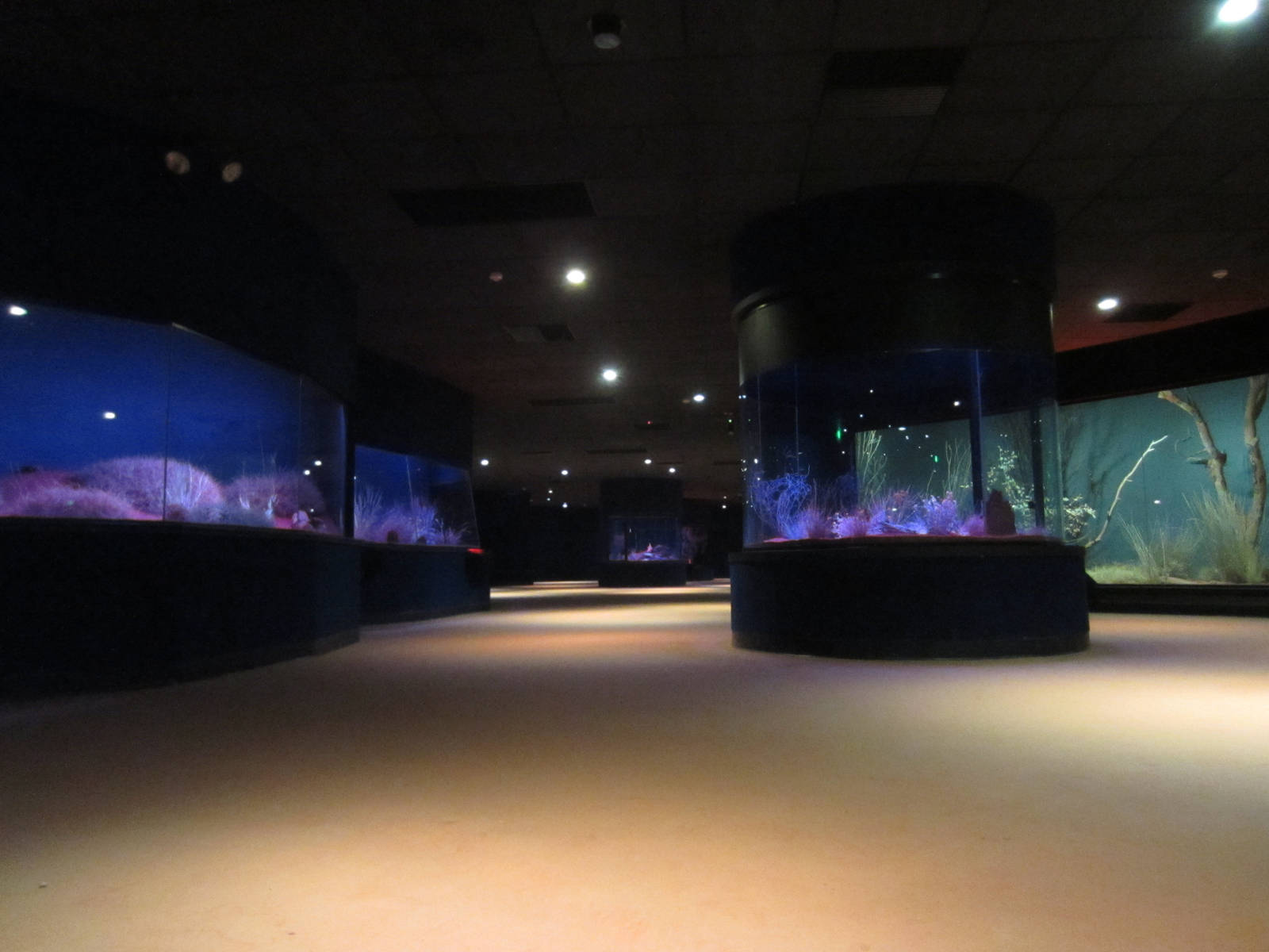 Nocturnal House interior