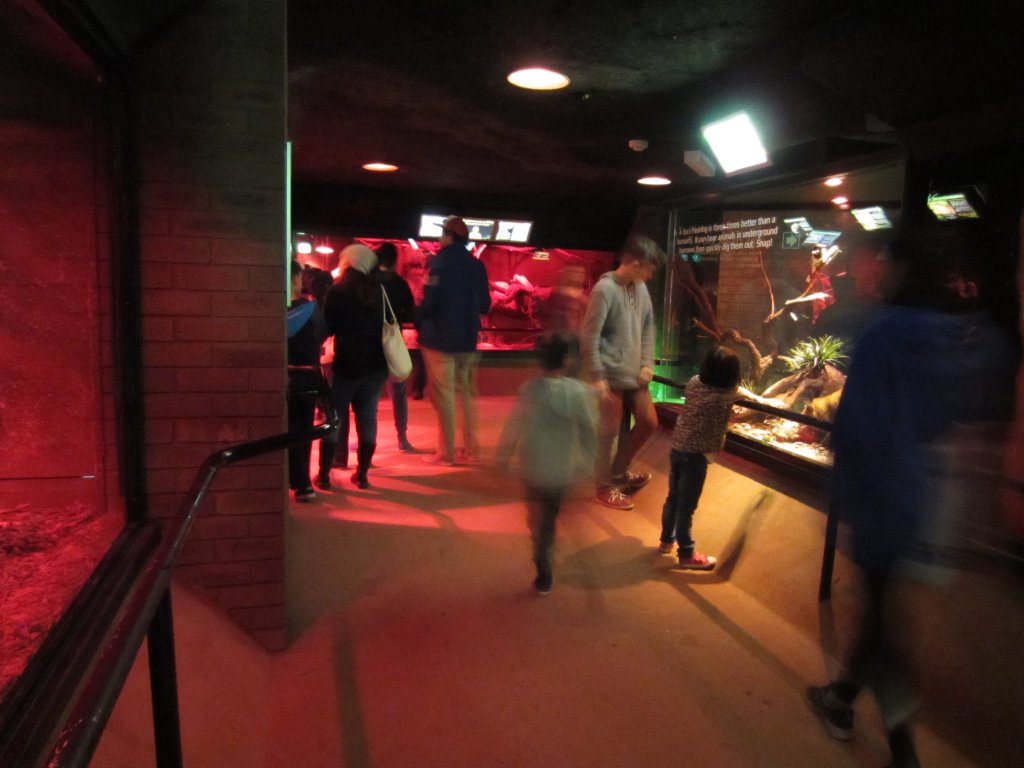 Nocturnal House interior