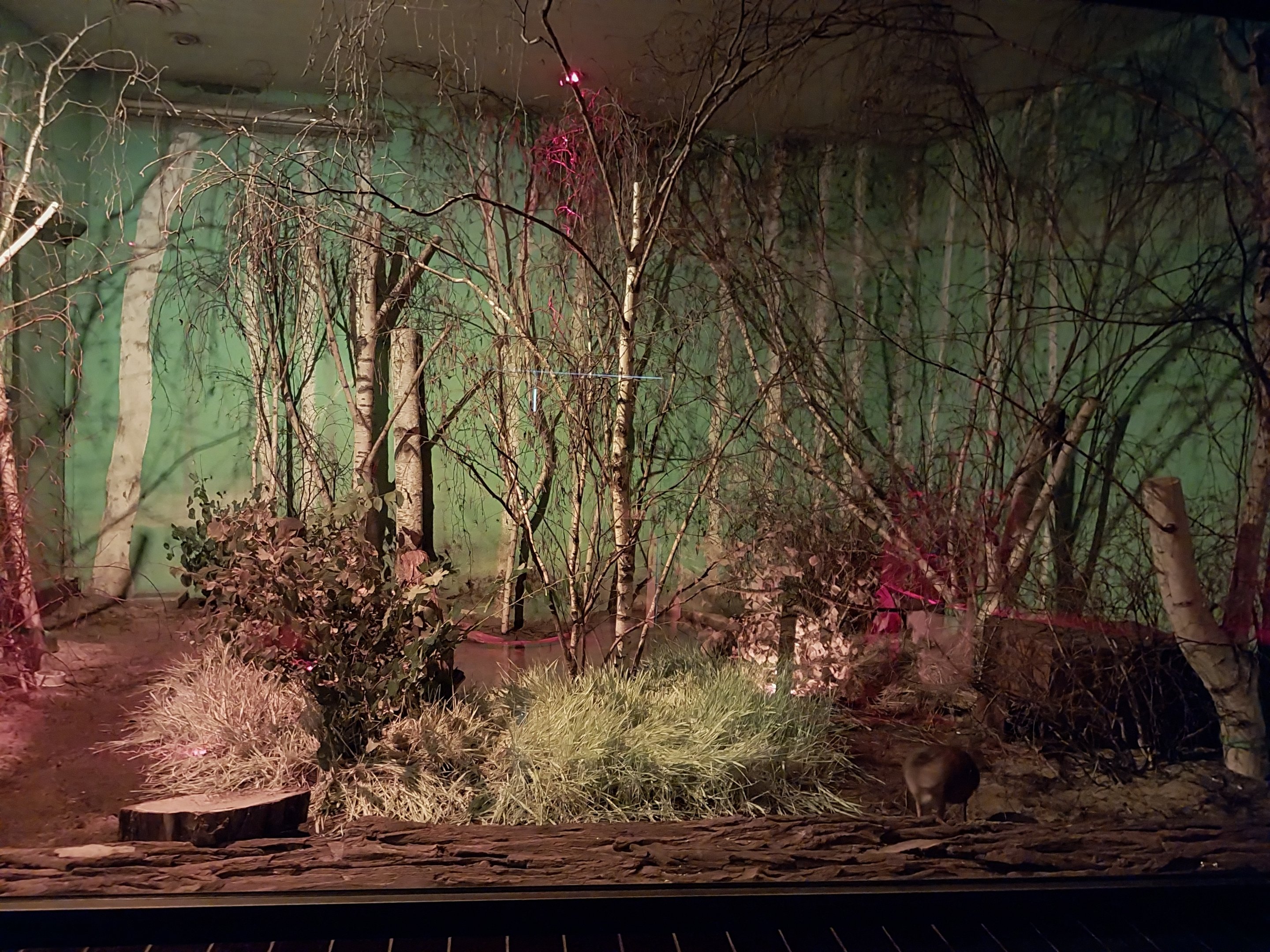 Nocturnal House - Javan Chevrotain (Tragulus japvanicus)