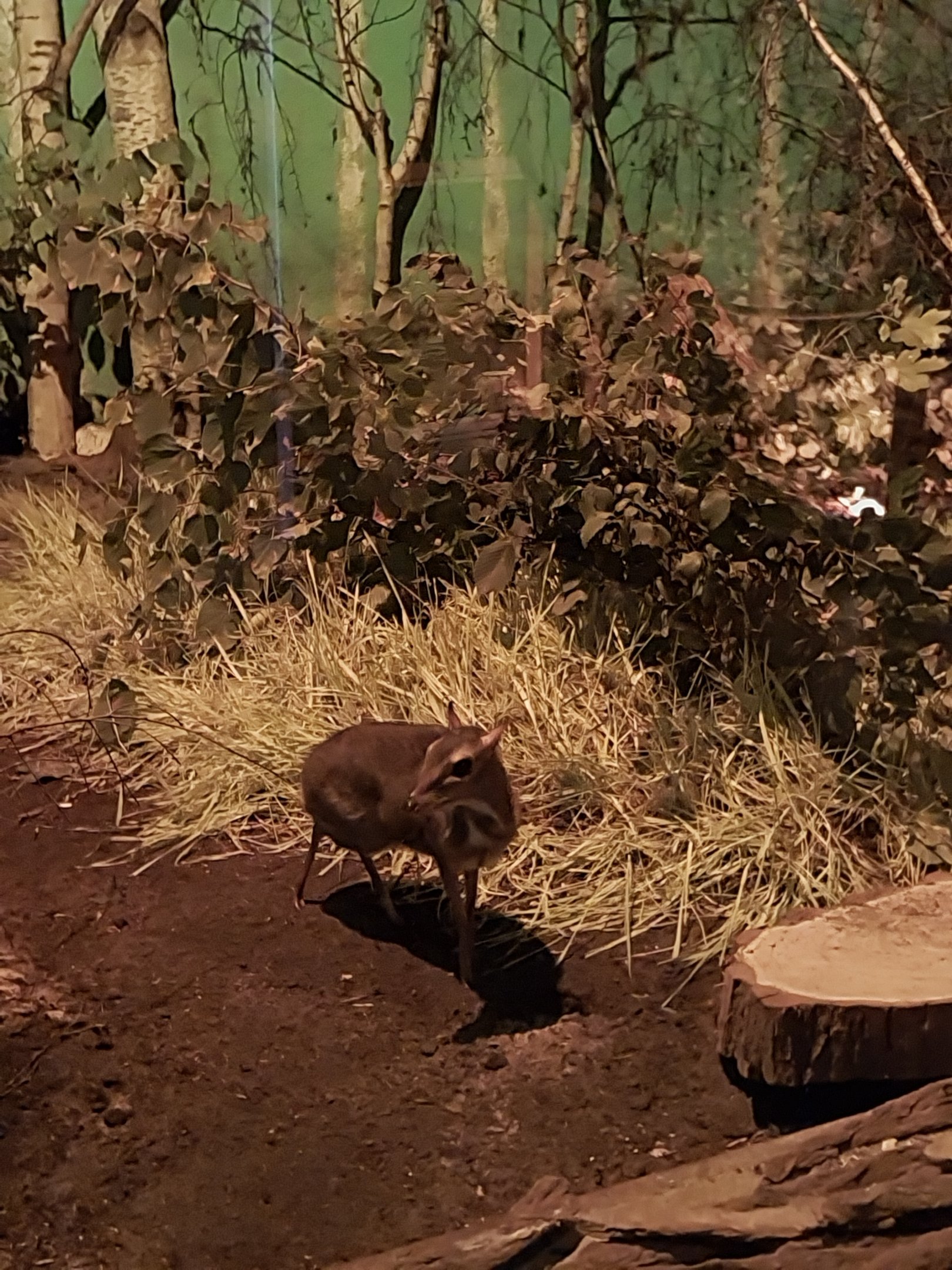 Nocturnal House - Javan Chevrotain (Tragulus japvanicus)