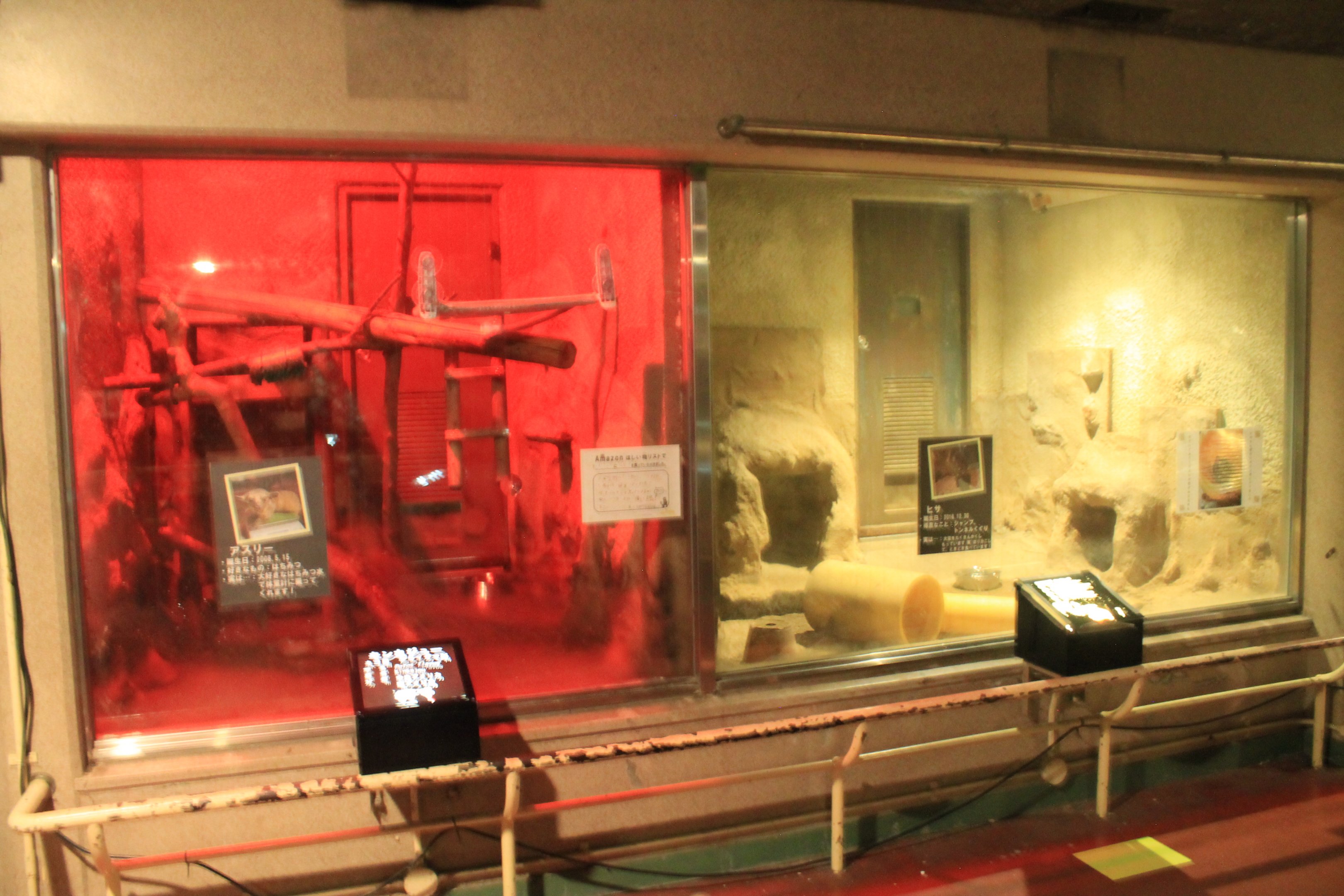 Nocturnal House (Kinkajou and Bettong)