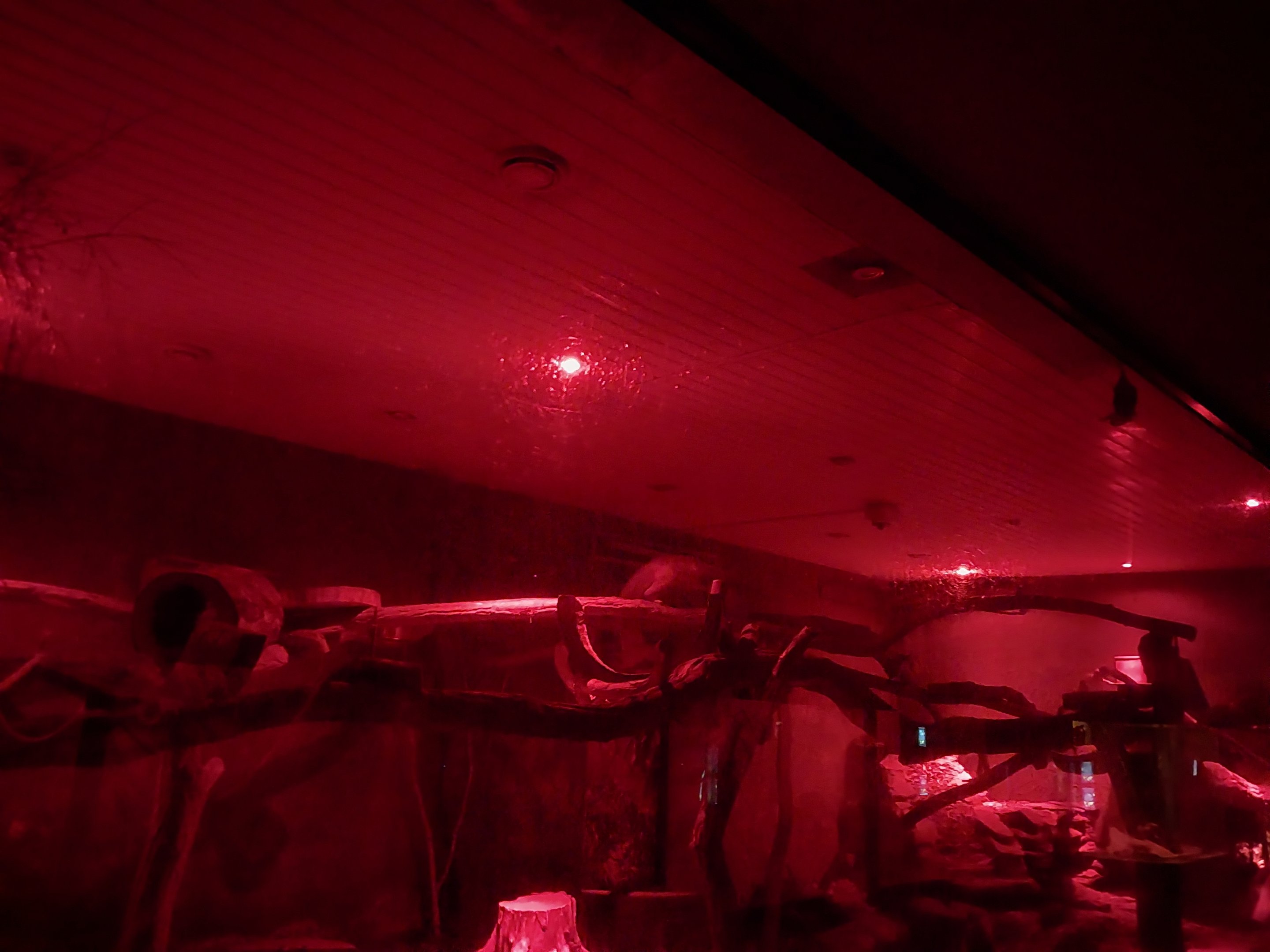 Nocturnal House - Kinkajou (Potos flavus)