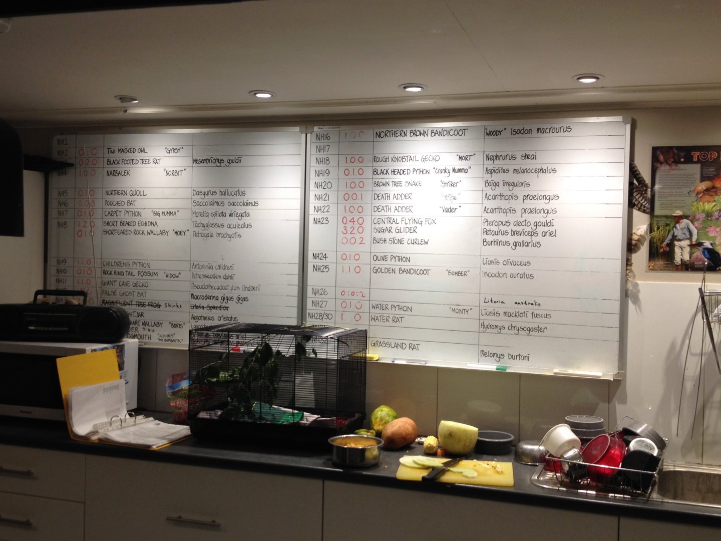 Nocturnal House kitchen plan