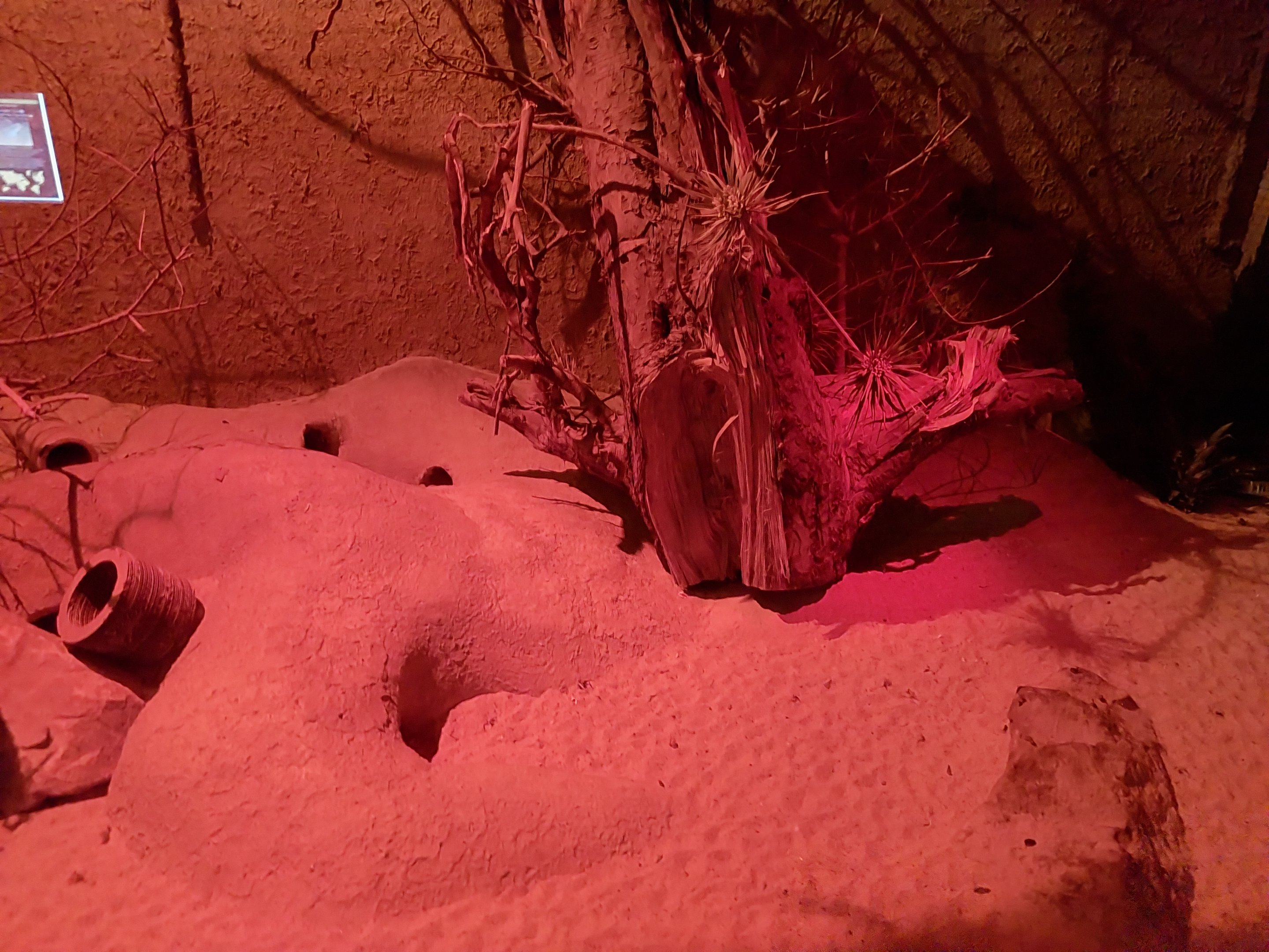 Nocturnal House - Kowari (Dasyuroides byrnei) exhibit