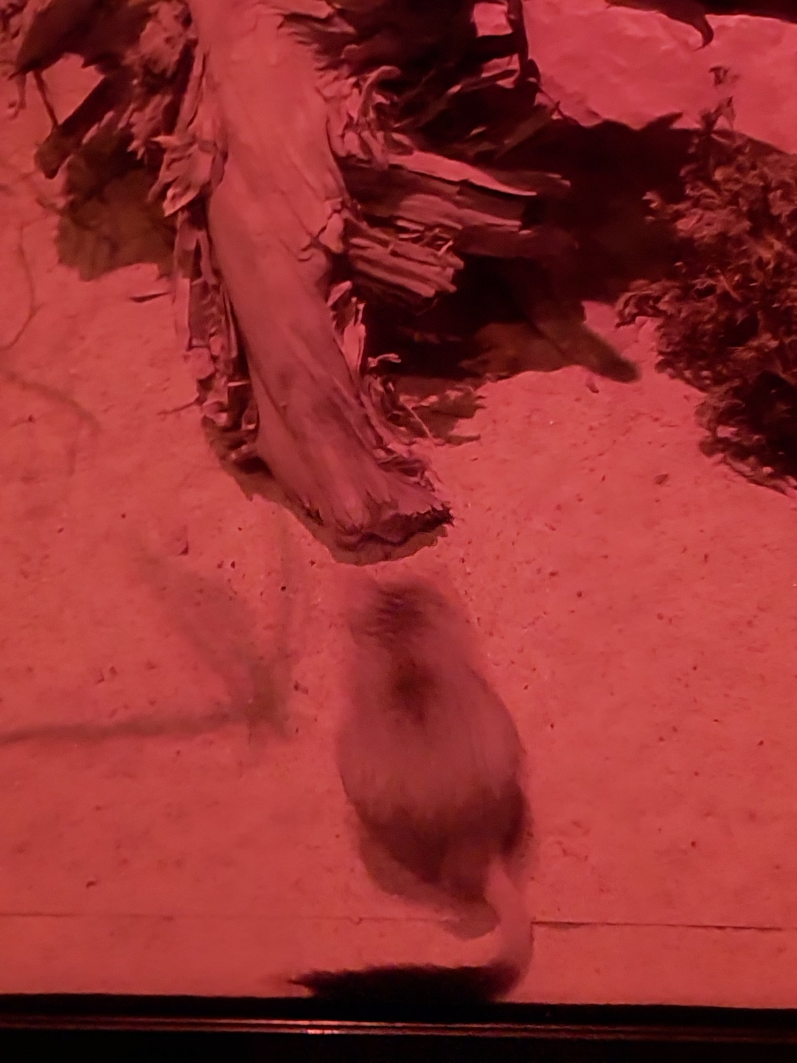 Nocturnal House - Kowari (Dasyuroides byrnei)