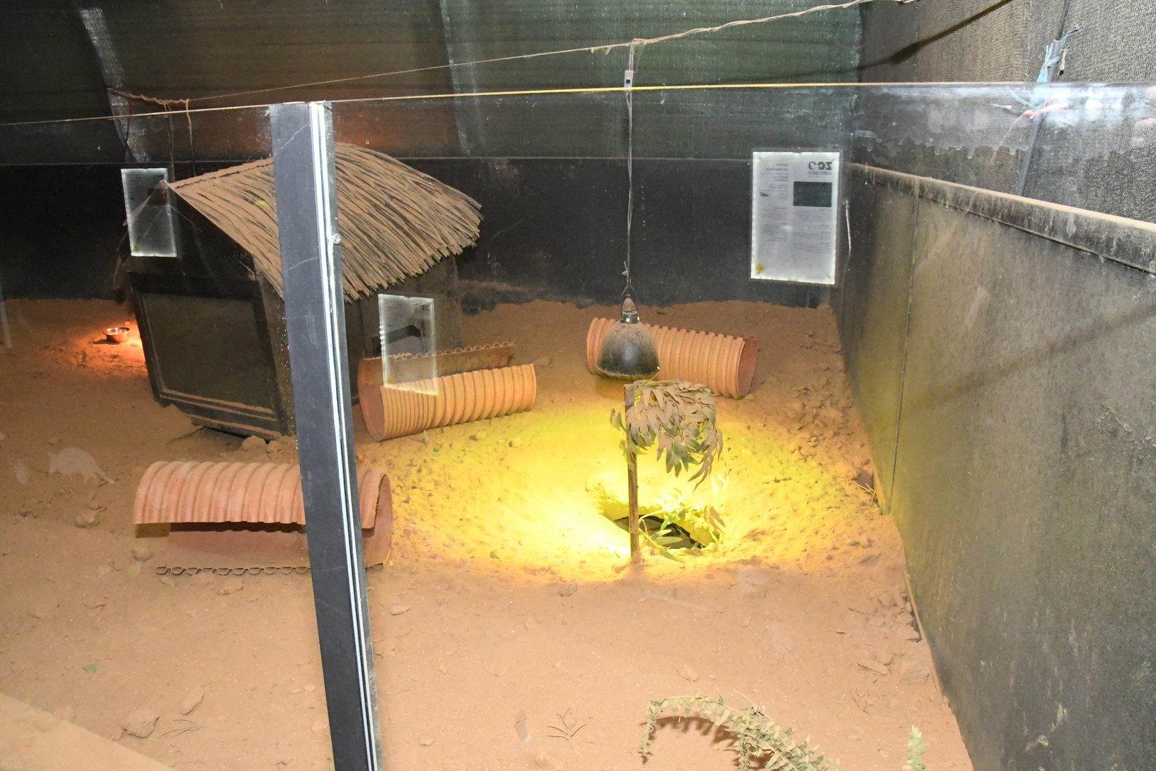 Nocturnal House (Large Hairy Armadillo exhibit)