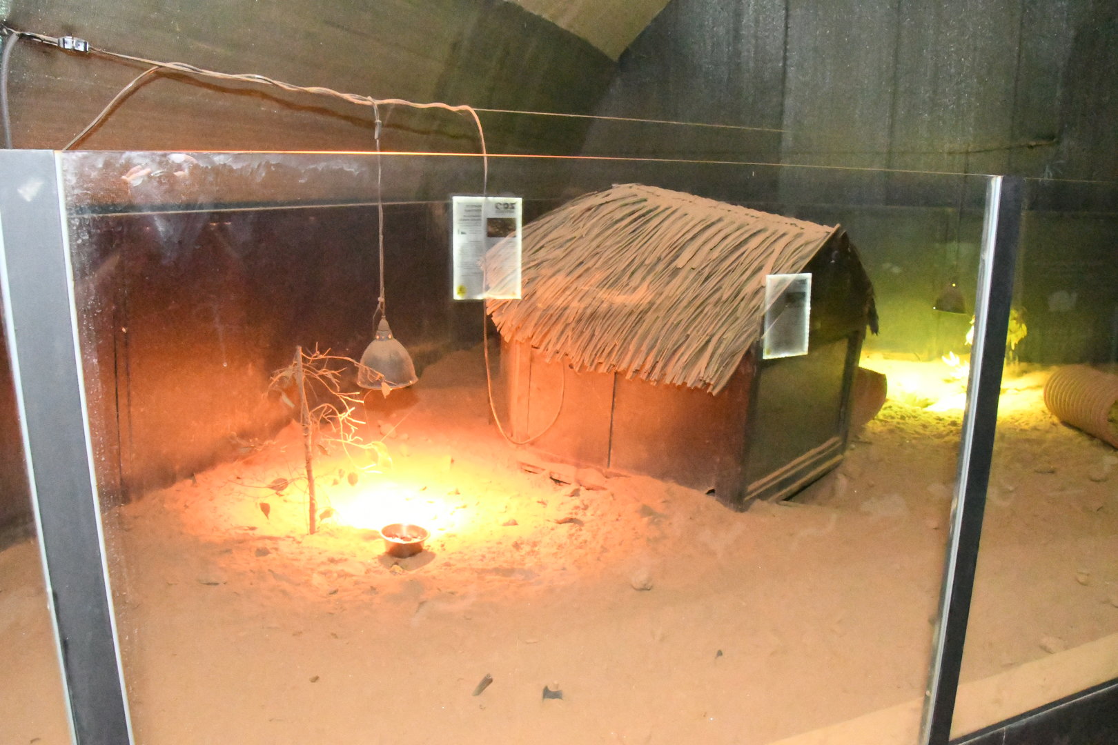 Nocturnal House (Large Hairy Armadillo exhibit)