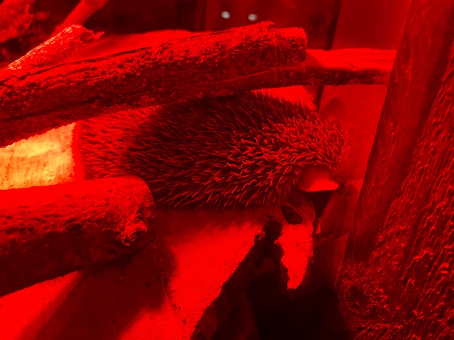 Nocturnal House - Lesser hedgehog tenrec 051122