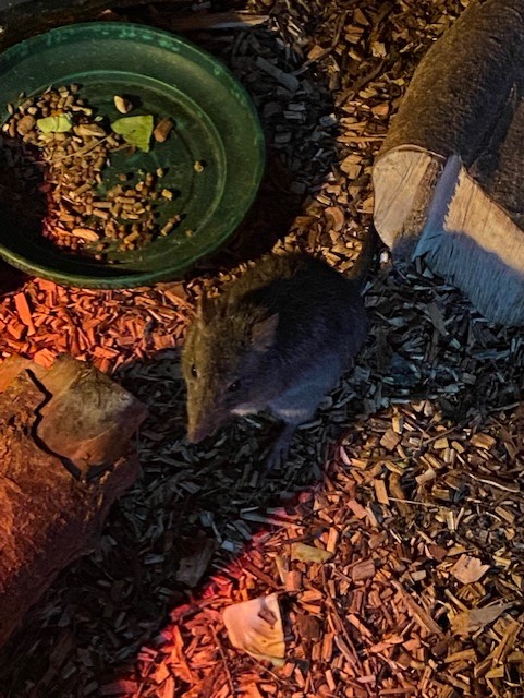 Nocturnal House - Long-nosed potoroo 051122