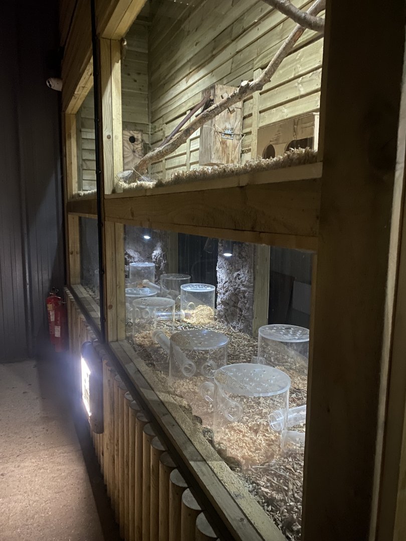 Nocturnal House - Naked mole rat exhibit 030924