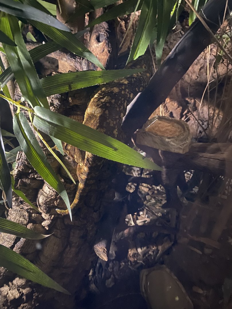 Nocturnal House - New Caledonia giant gecko 030924