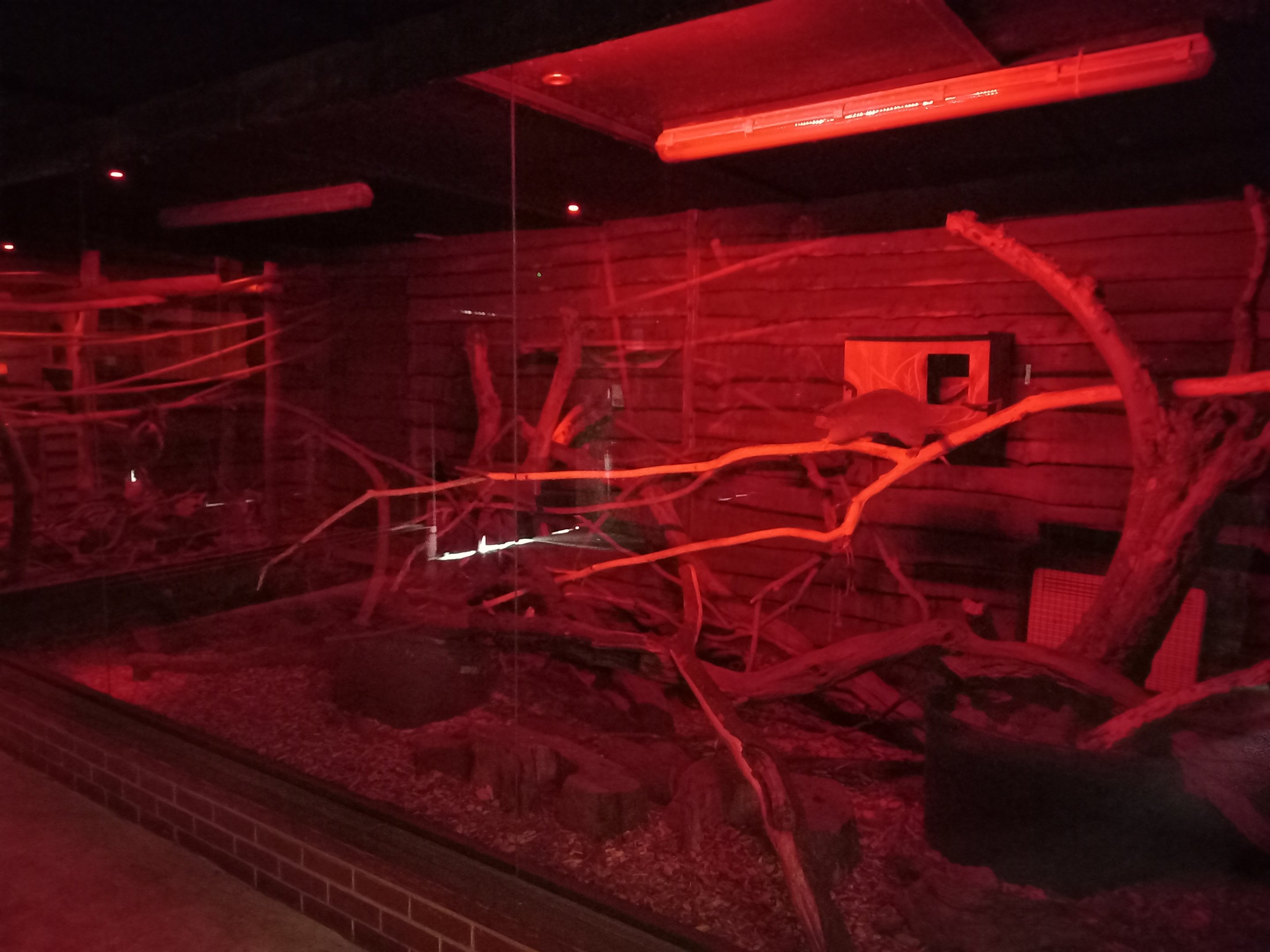 Nocturnal House - Northern Luzon Cloud Rats