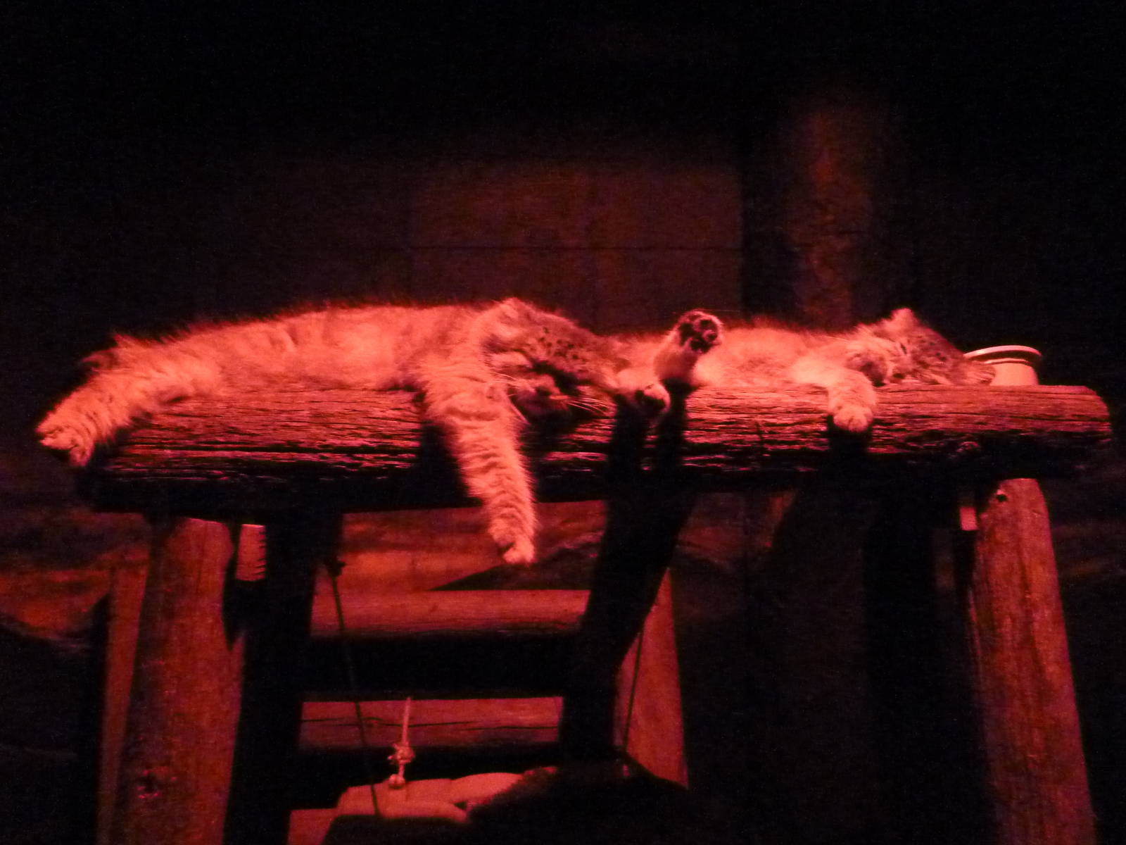 Nocturnal House - Pallas' Cats