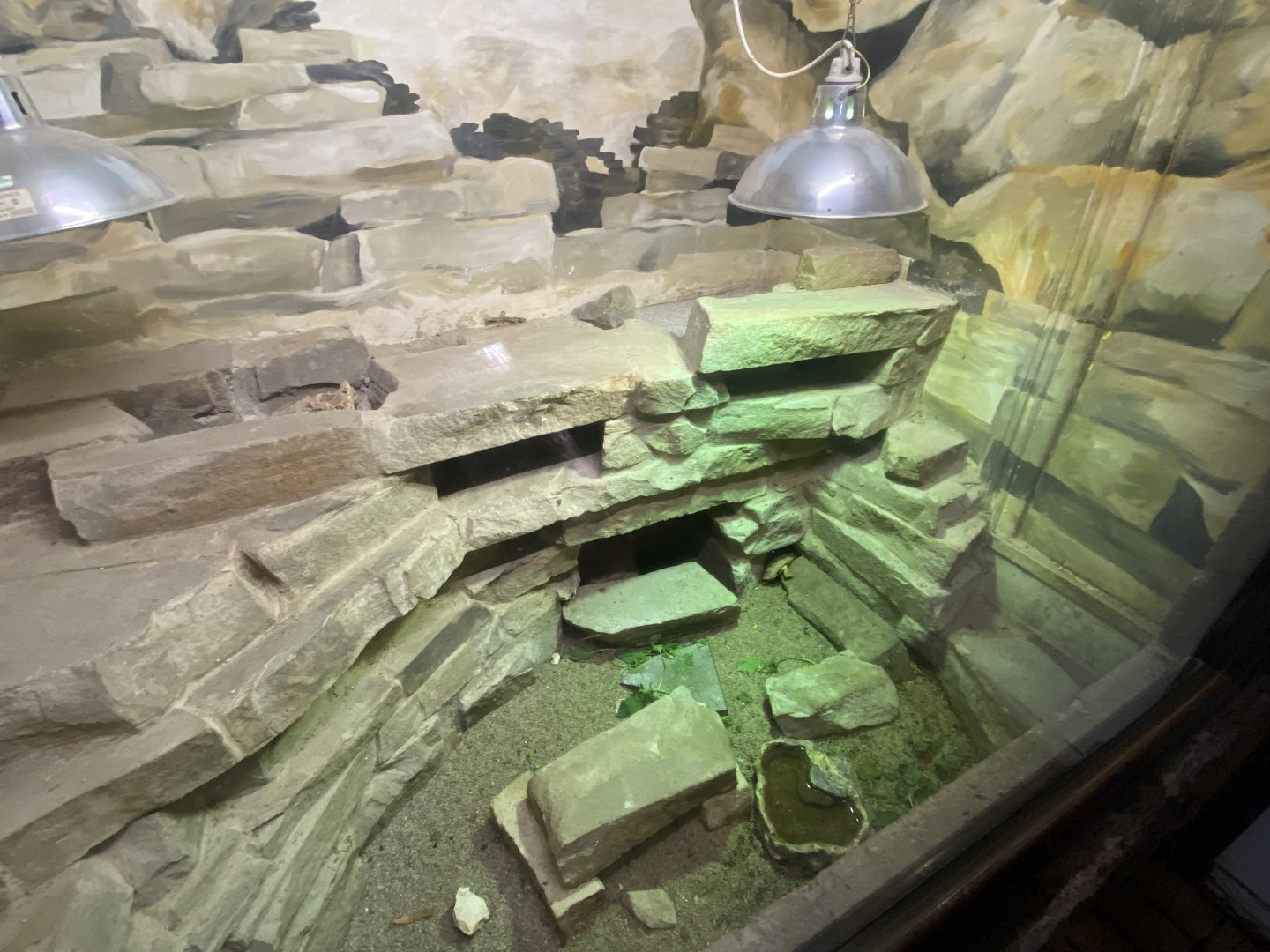 Nocturnal House - Pancake tortoise exhibit 011125