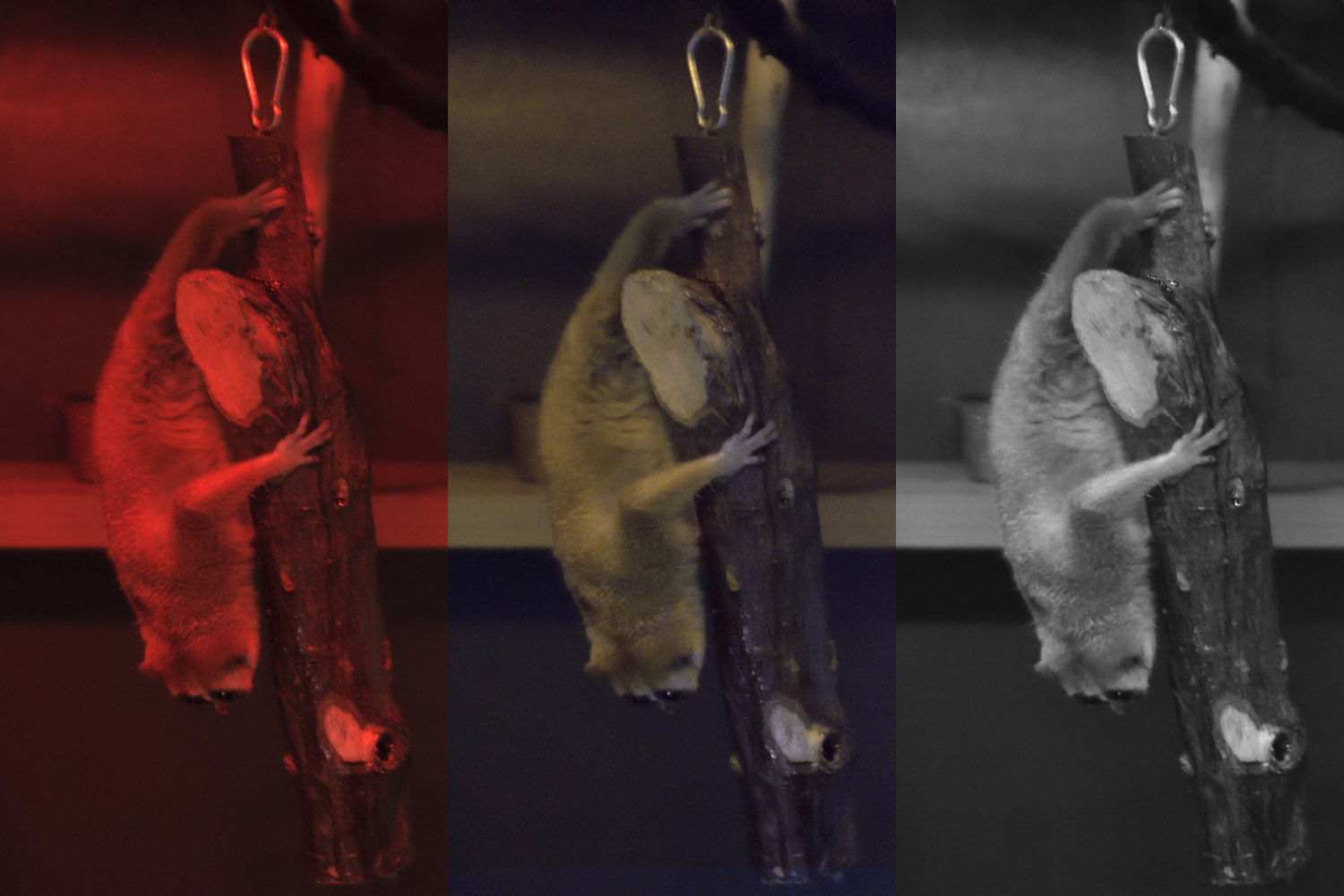 Nocturnal House Photo Choices