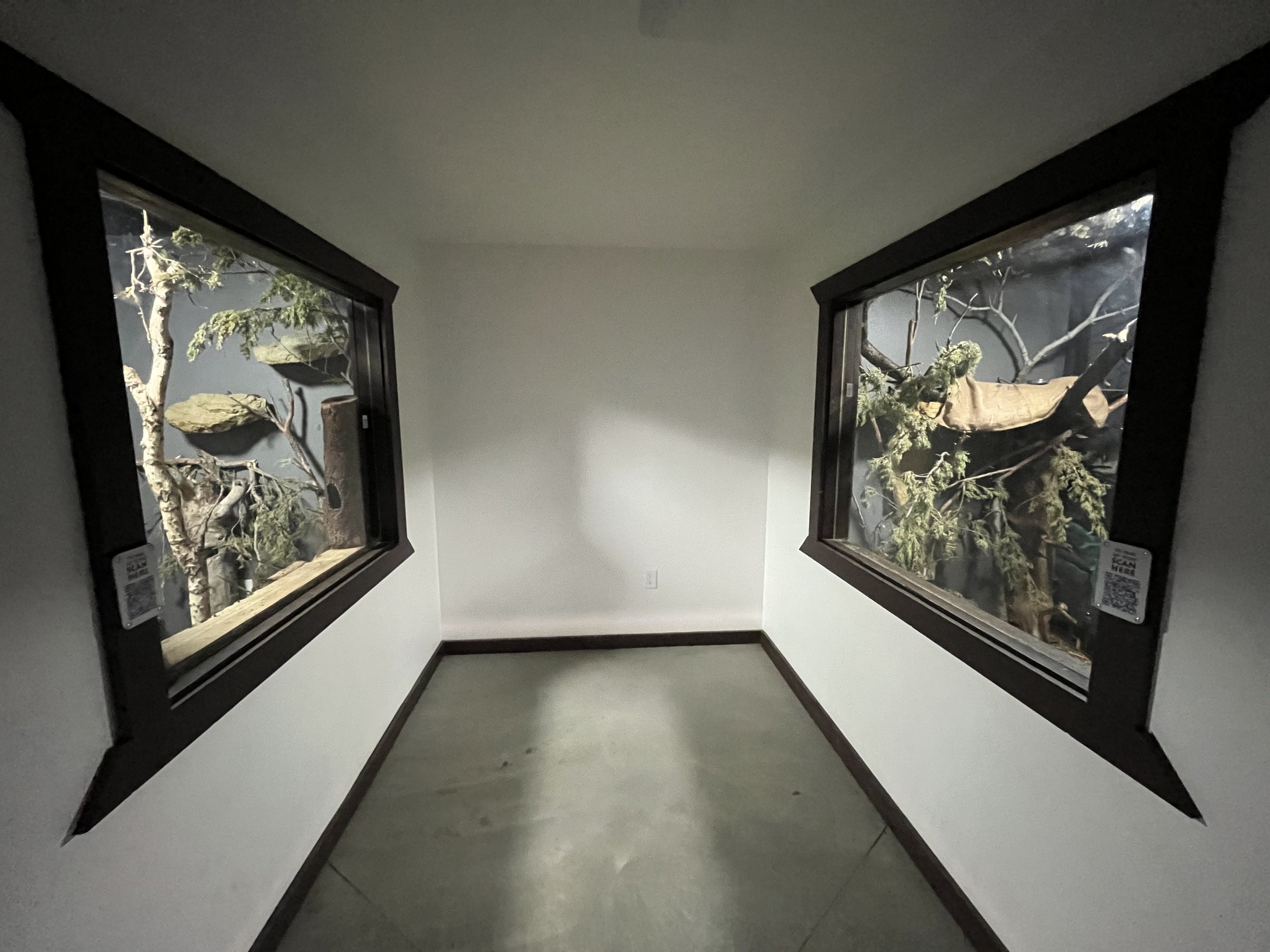 Nocturnal House - Ringtail Exhibit