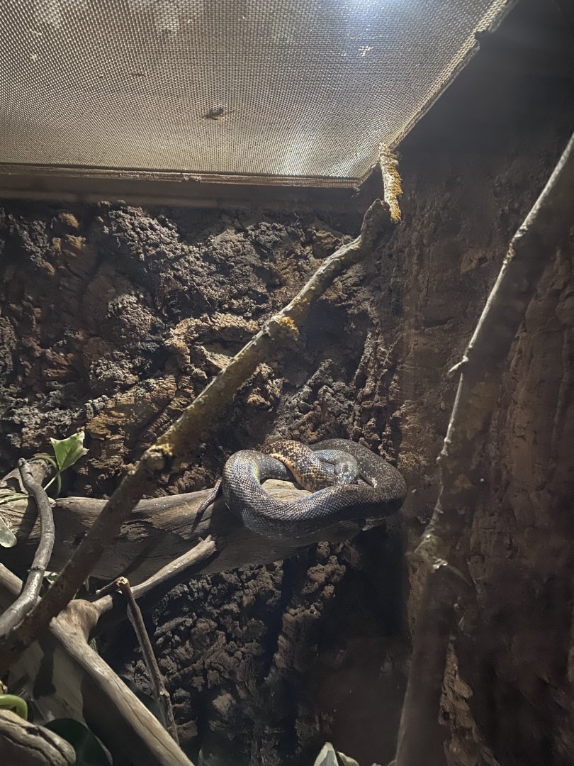 Nocturnal House - Savu python 030924