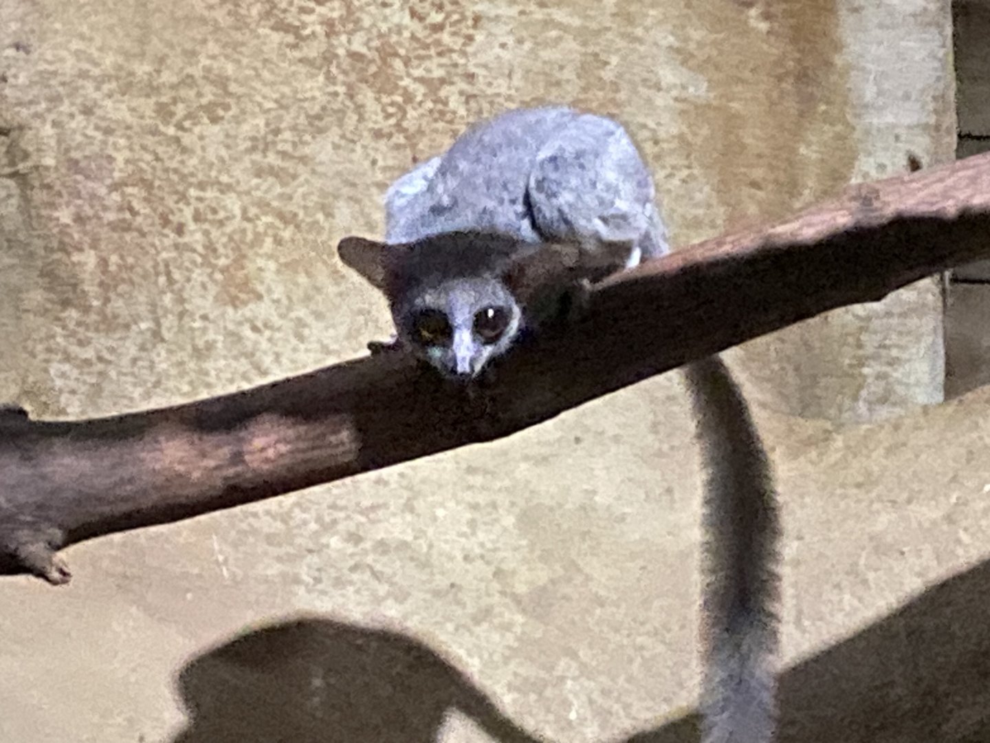 Nocturnal House - Senegal bushbaby 030924