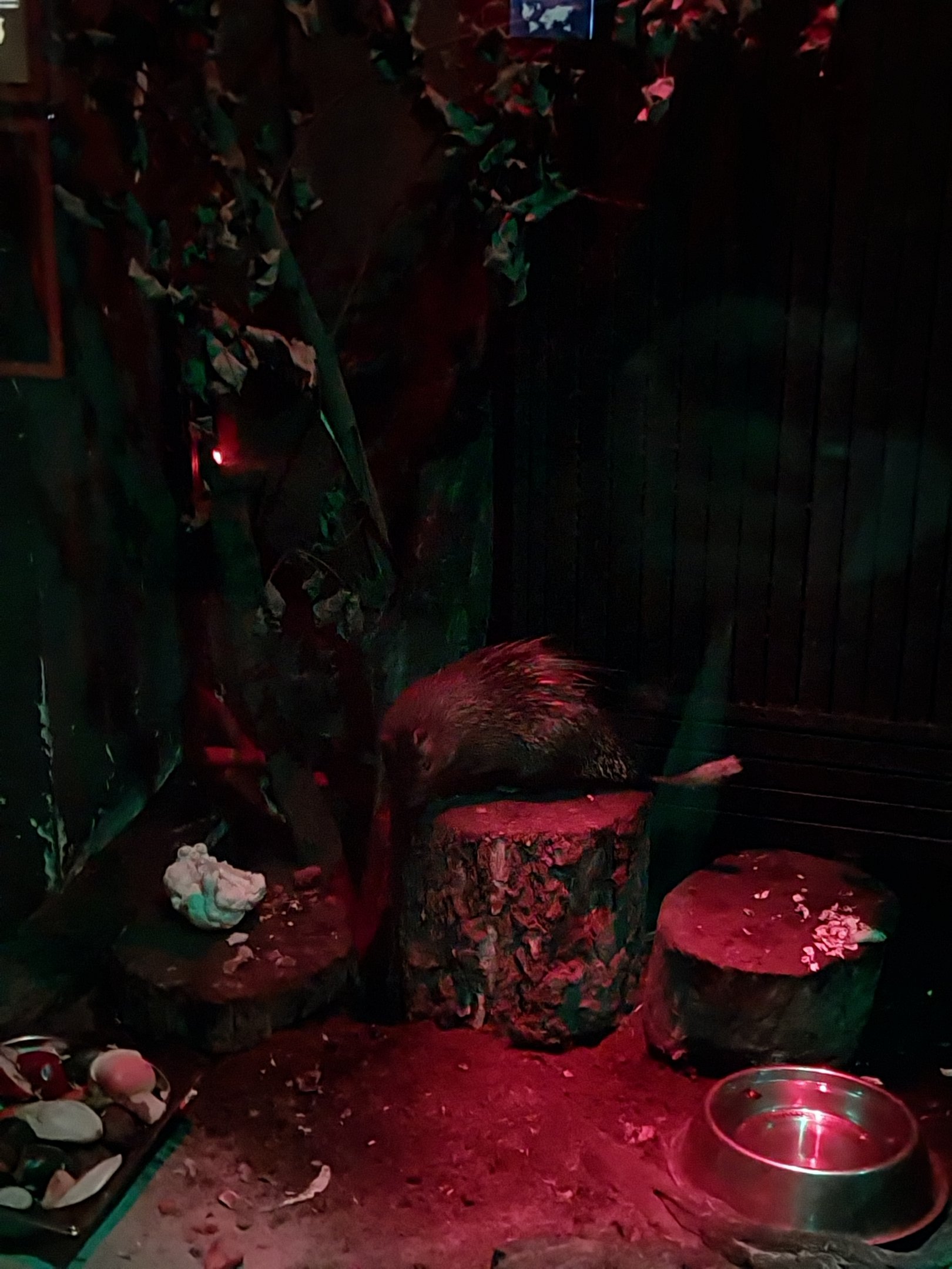 Nocturnal House - Senegal Bushbaby (Galago senegalensis senegalensis)