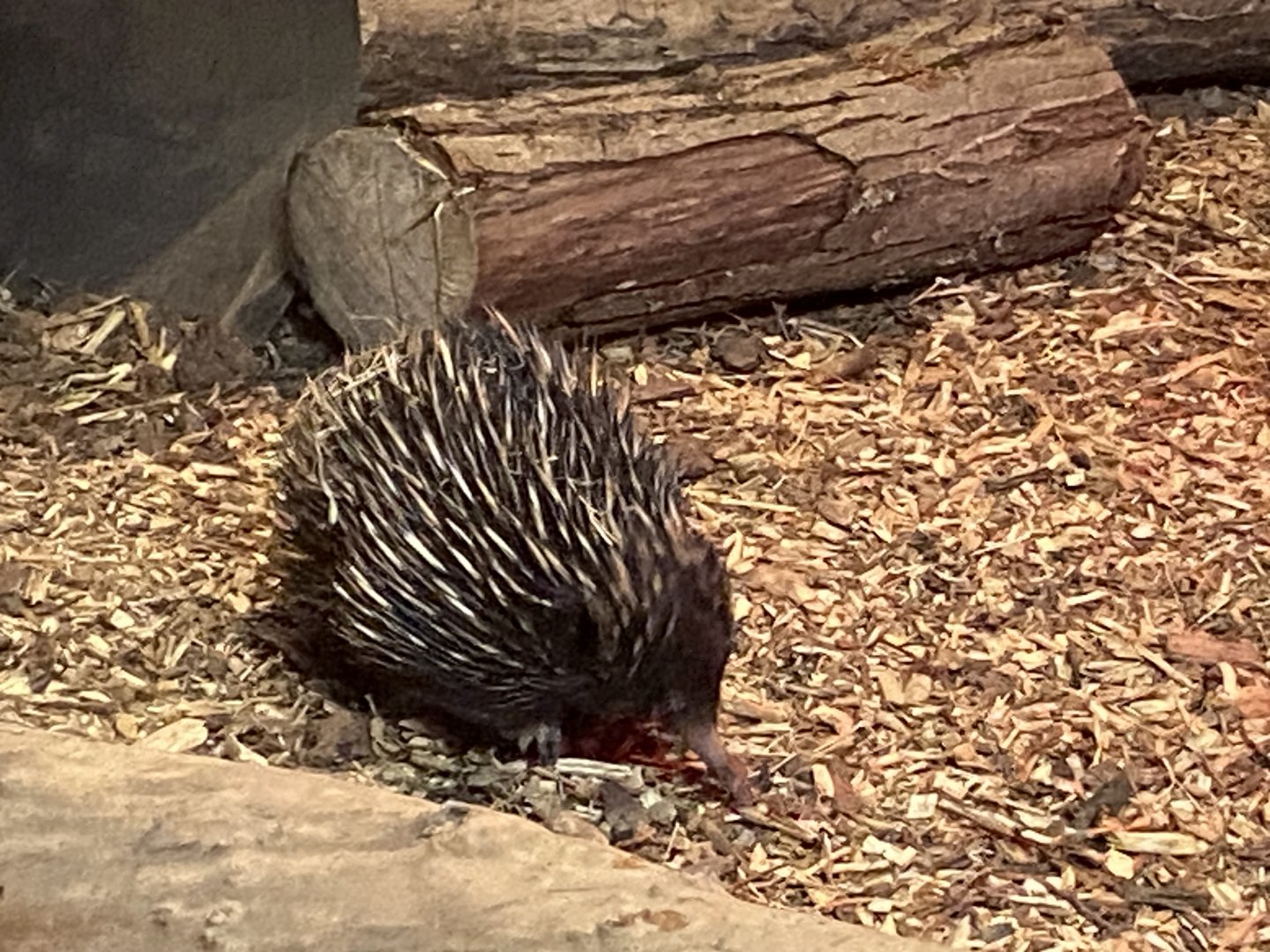 Nocturnal House - Short-beaked echidna 140225