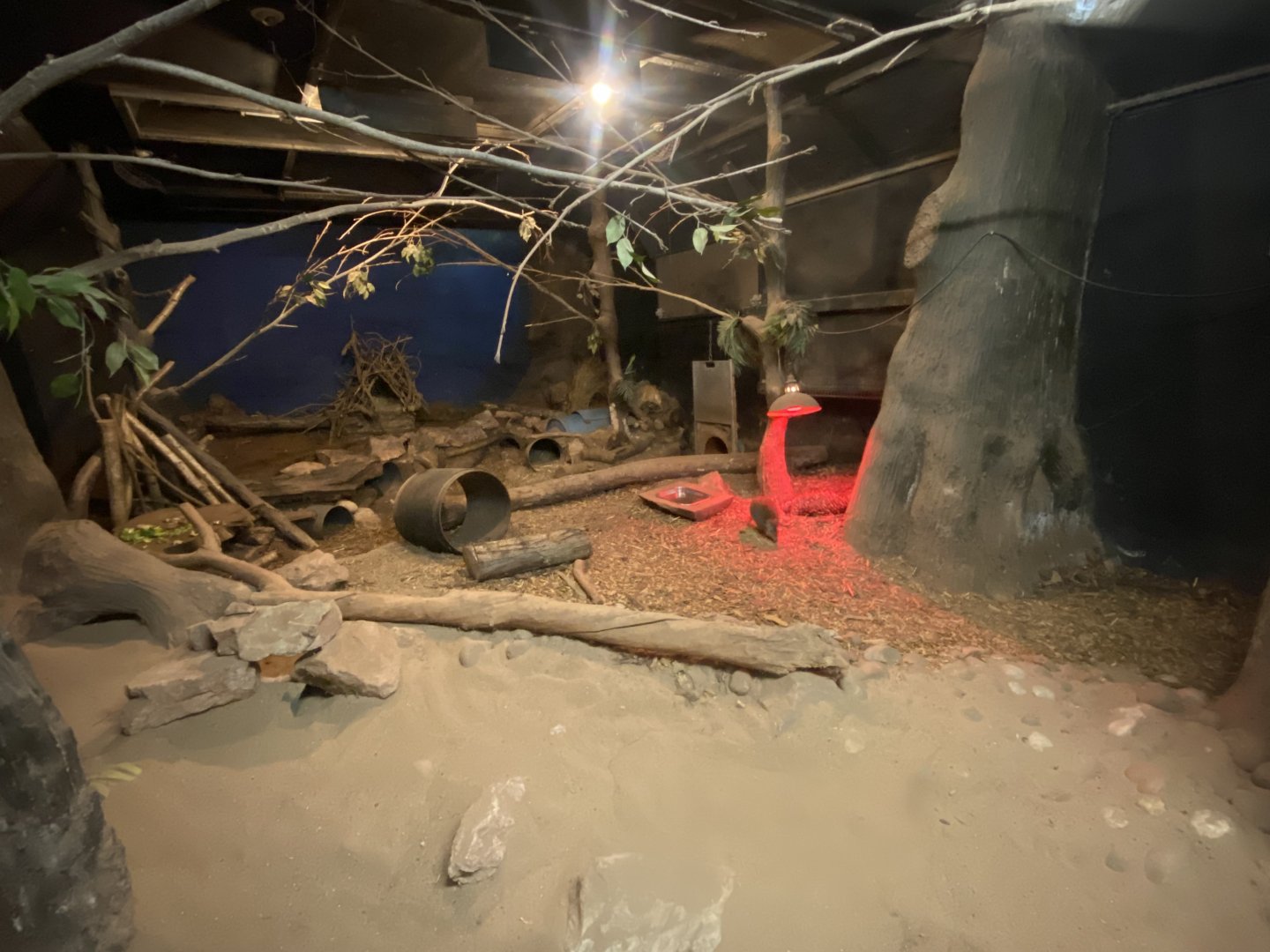 Nocturnal House - Short-beaked echidna exhibit 111224