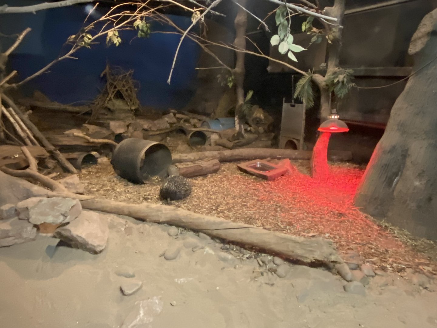 Nocturnal House - Short-beaked echidna exhibit 140225