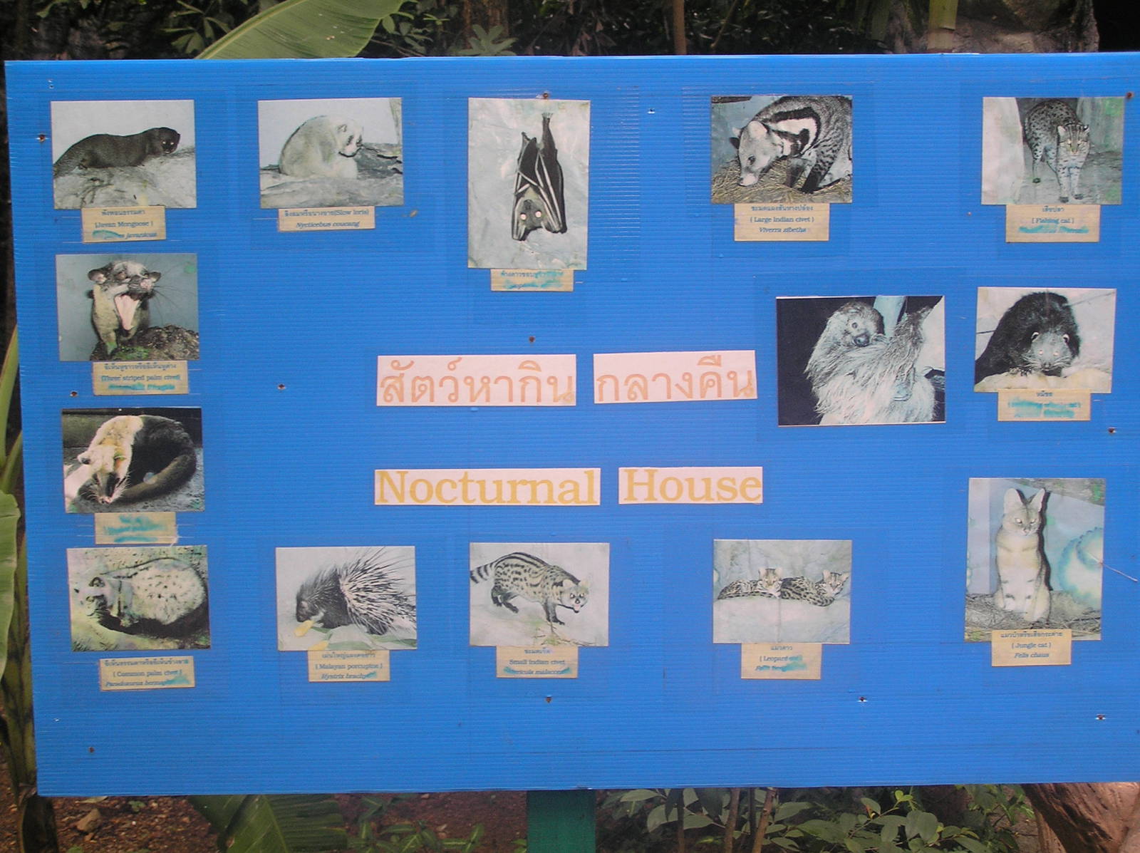 Nocturnal house sign - Chaing-mai